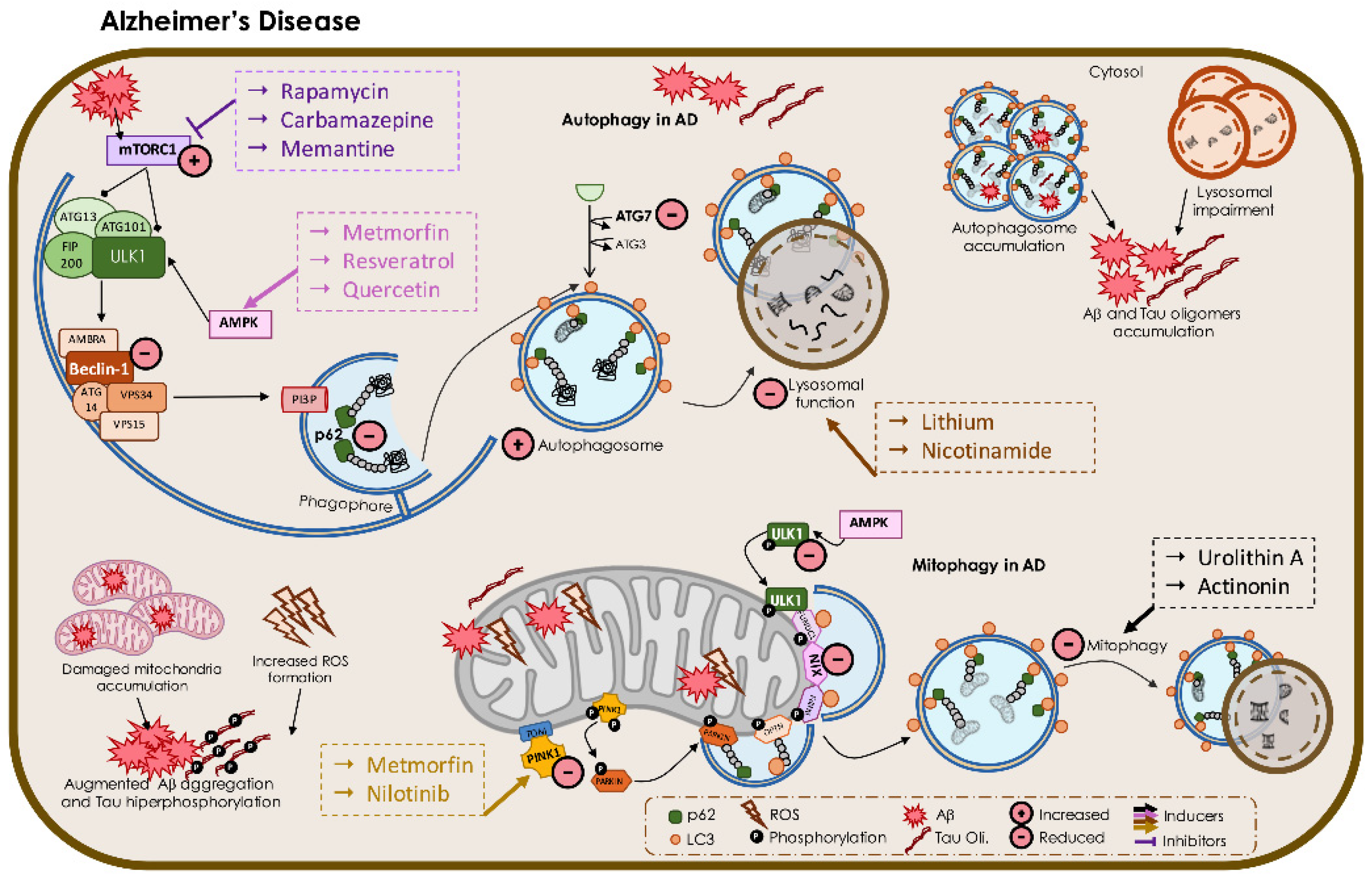 Biomedicines 09 01625 g004