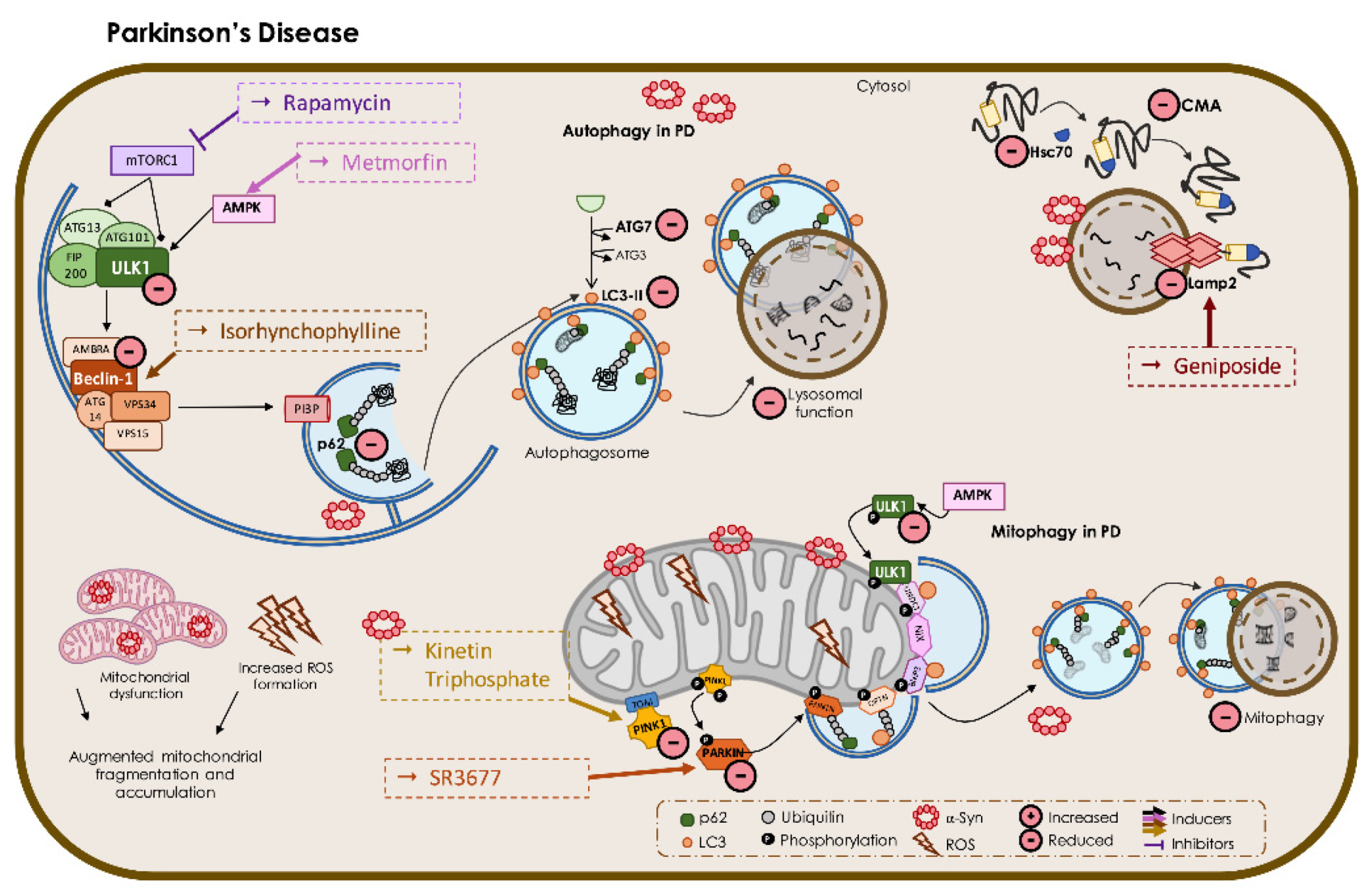 Biomedicines 09 01625 g005