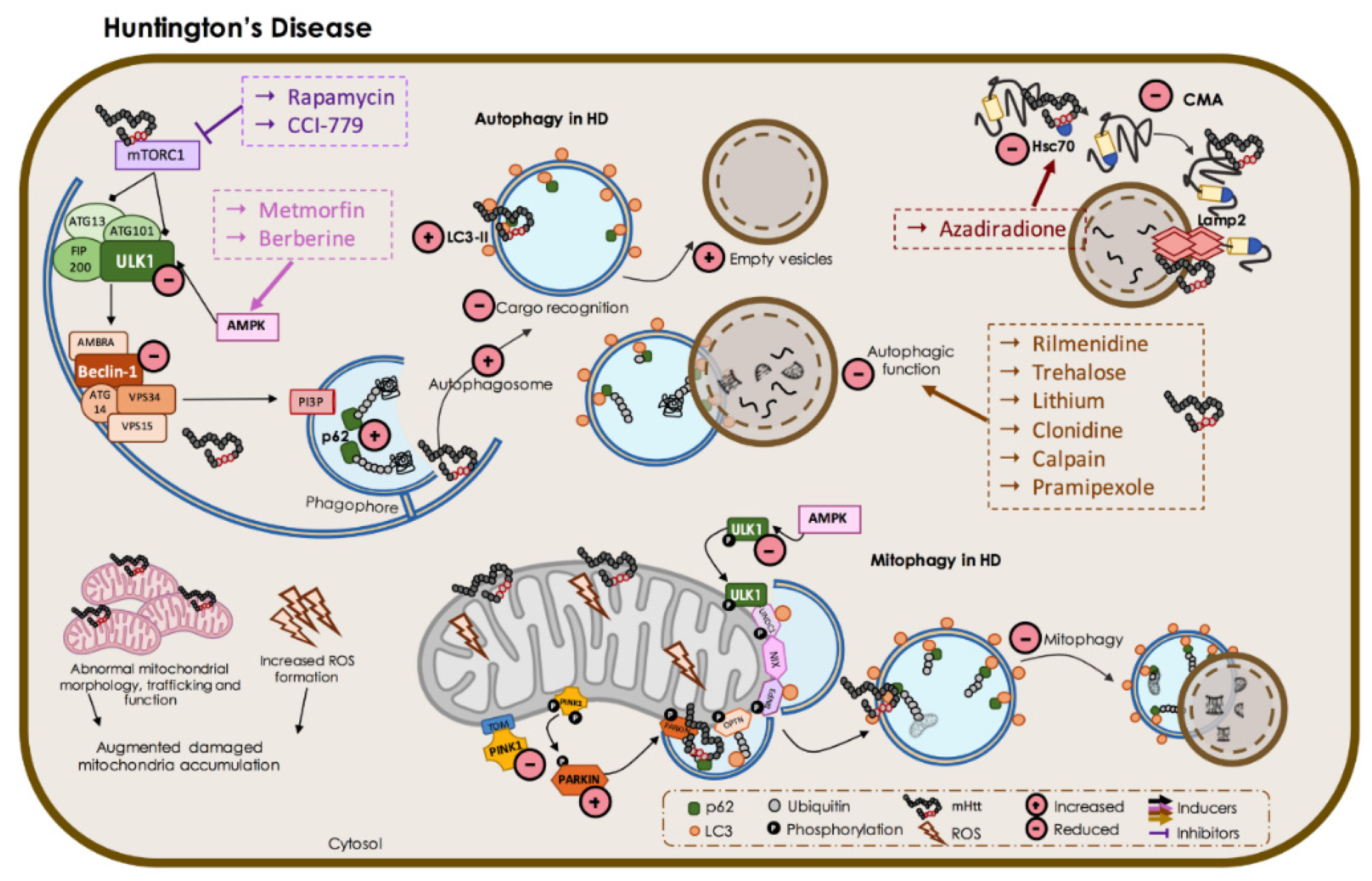 Biomedicines 09 01625 g006