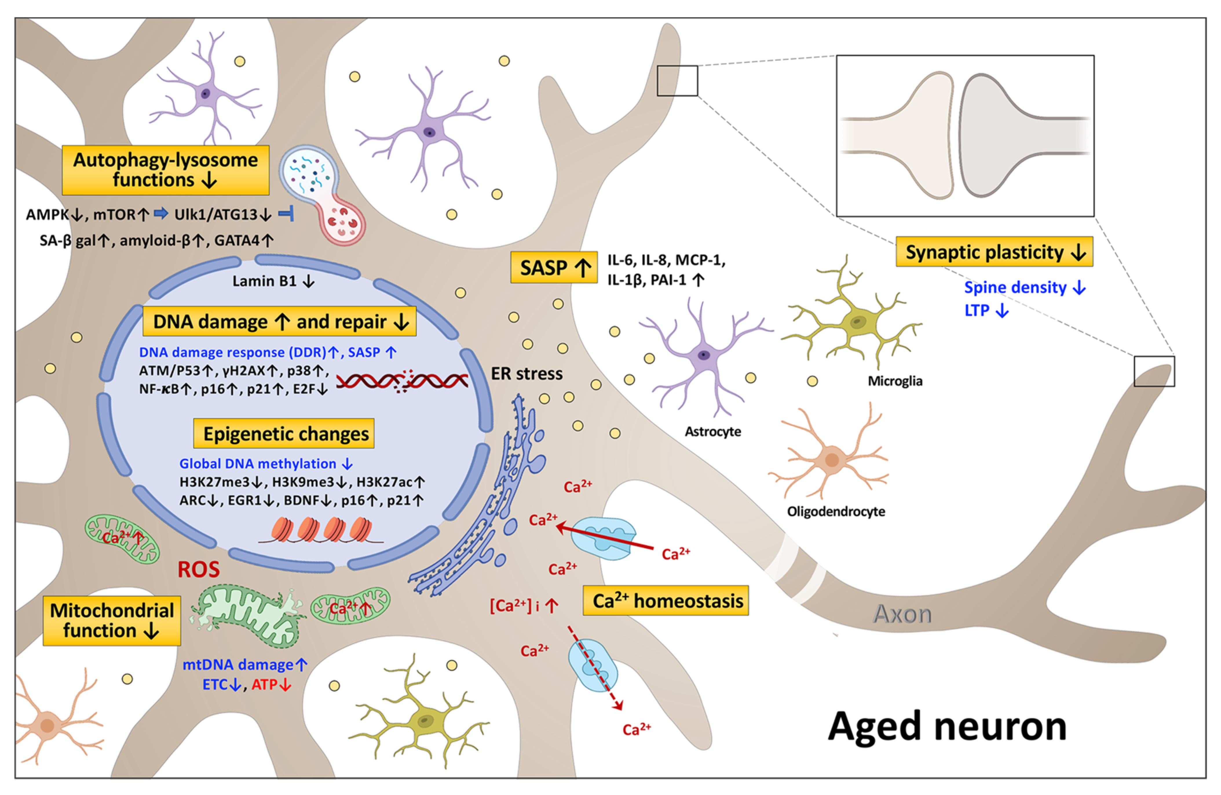 Presynaptic Dysfunction in Neurons Derived from Tay–Sachs iPSCs