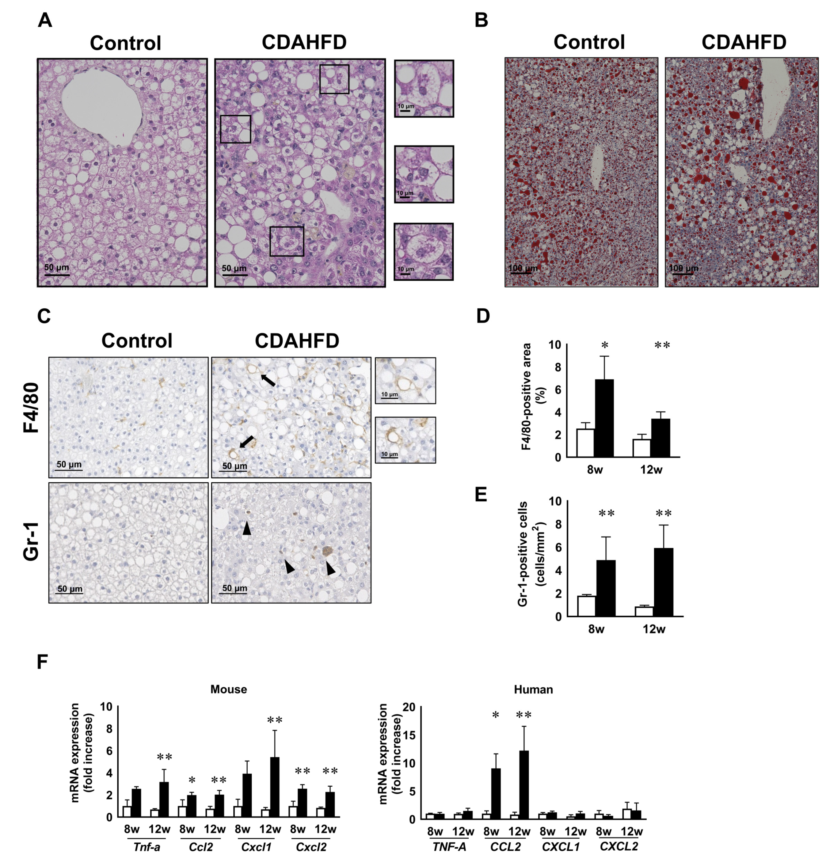 Biomedicines 09 01647 g002