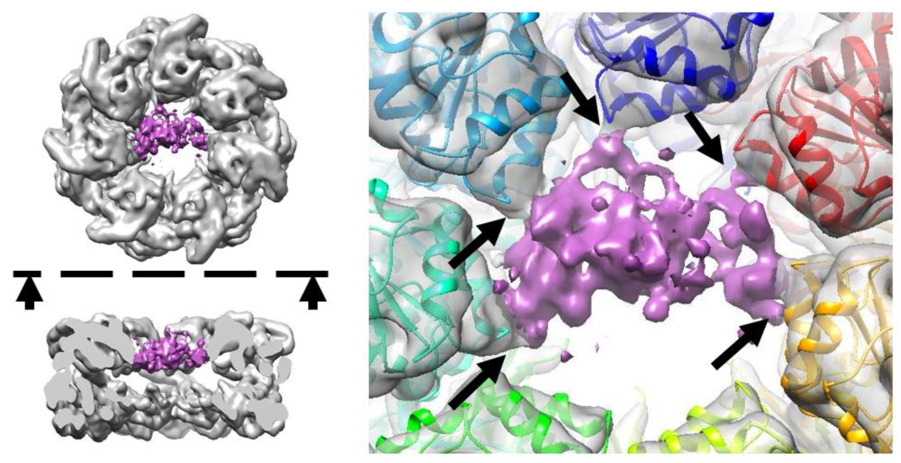 Biomedicines 09 01649 g001 Biomedicines 09 01649 g001