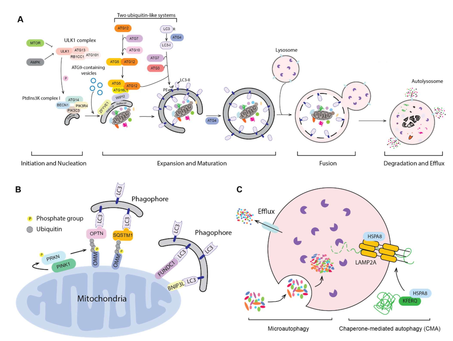 Full article: Interactions of Autophagy and the Immune System in Health and  Diseases