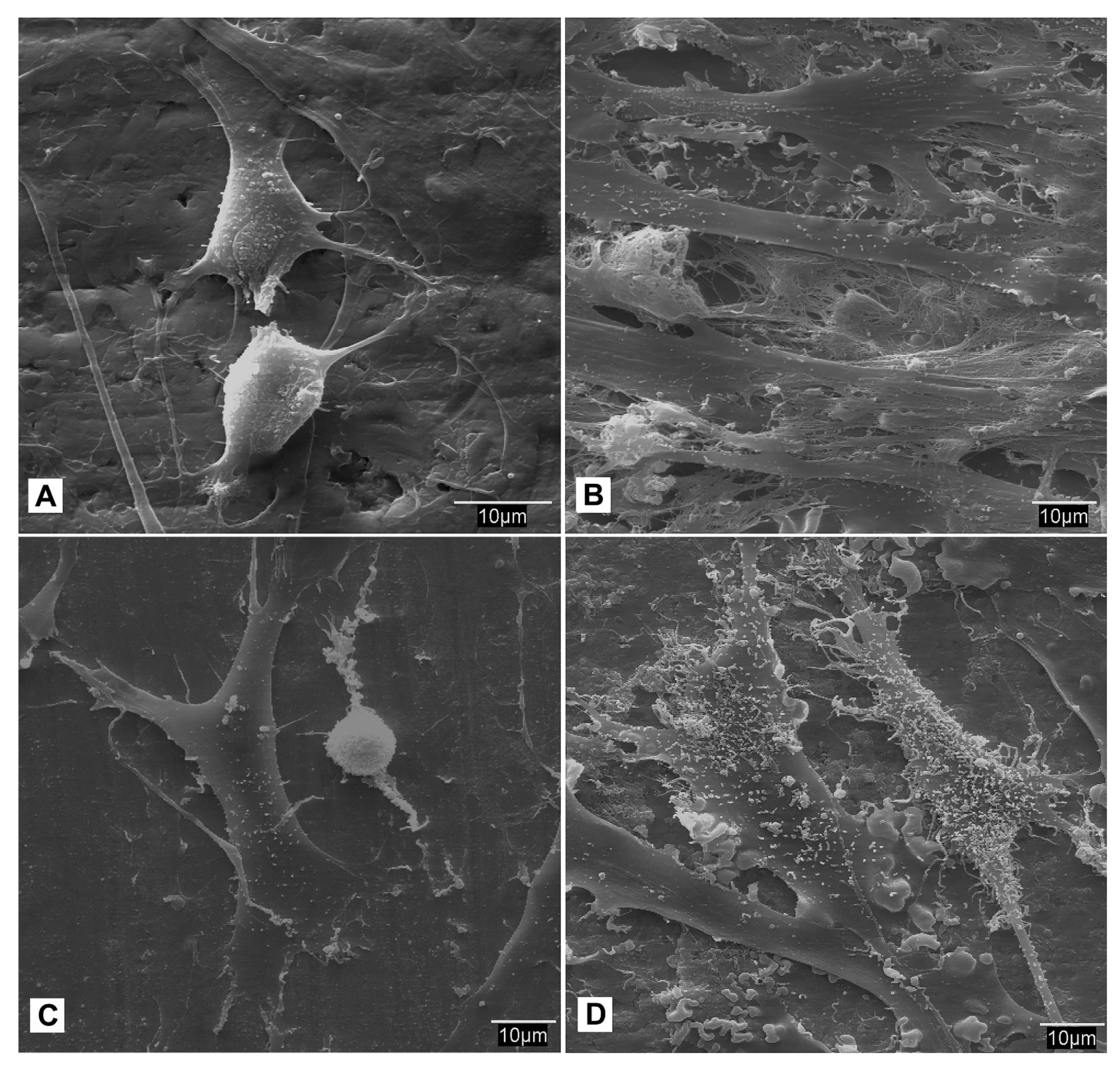 Biomedicines 09 01663 g010