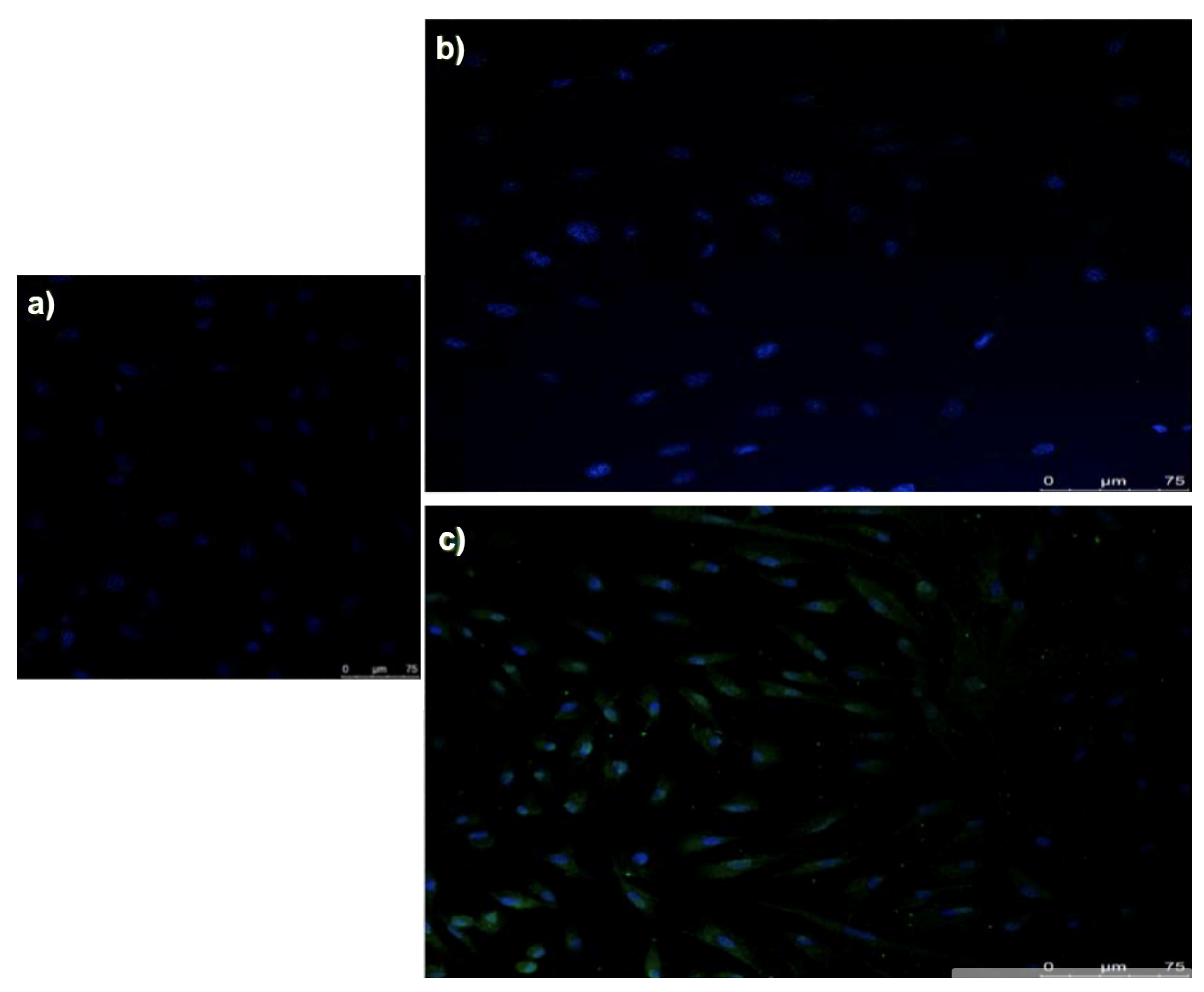 Biomedicines 09 01663 g011