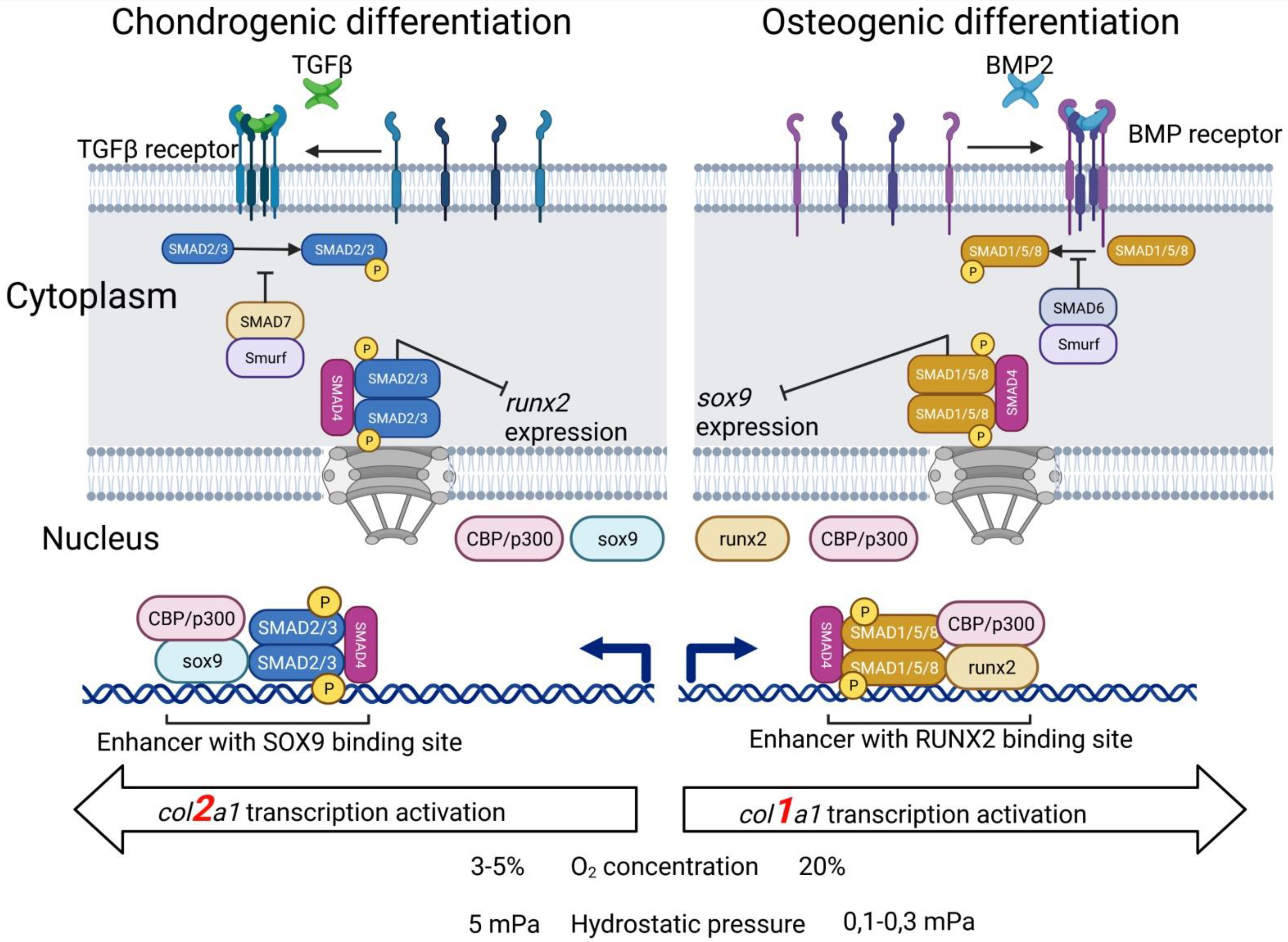 Biomedicines 09 01666 g002 Biomedicines 09 01666 g002