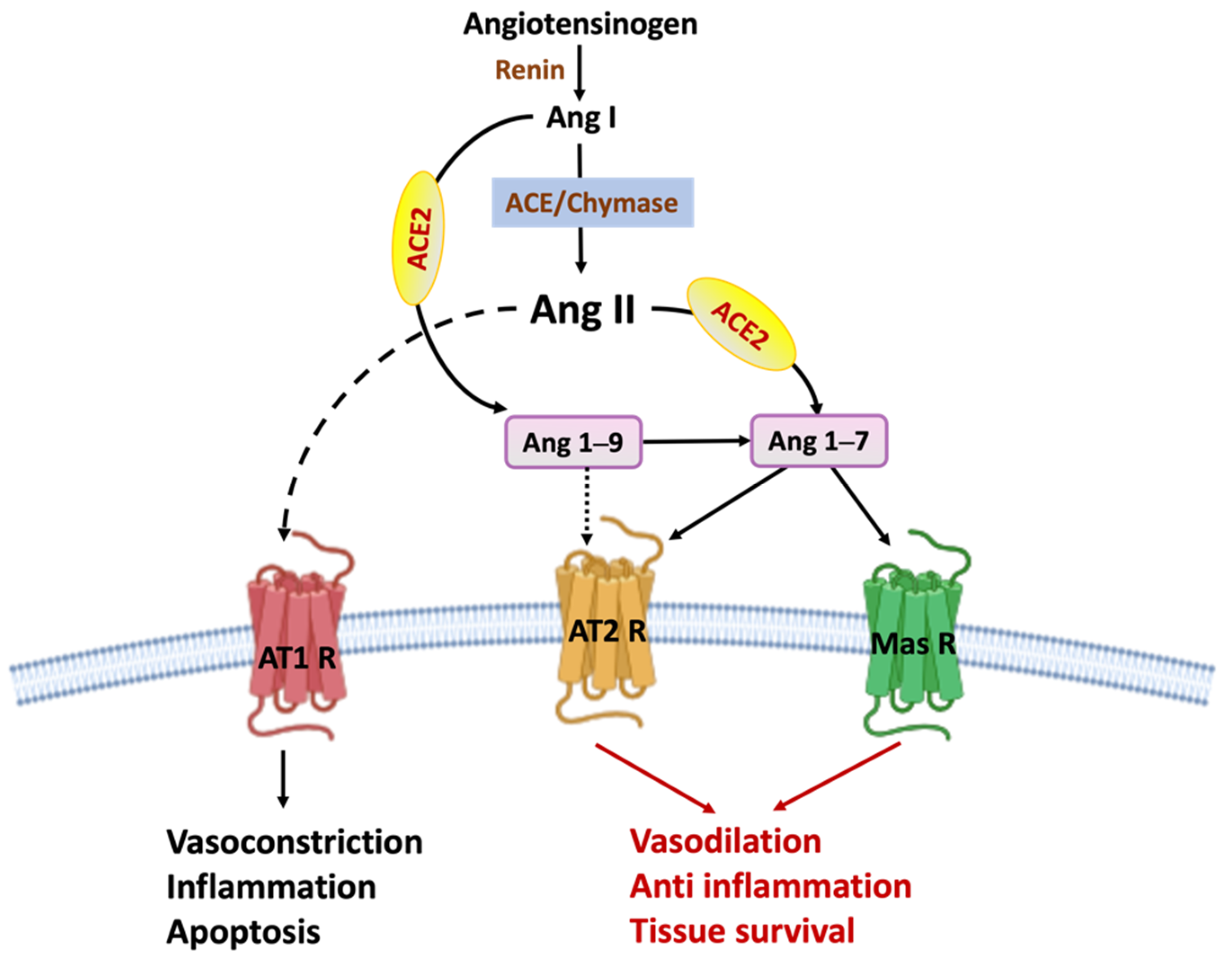 Biomedicines 09 01667 g002 Biomedicines 09 01667 g002