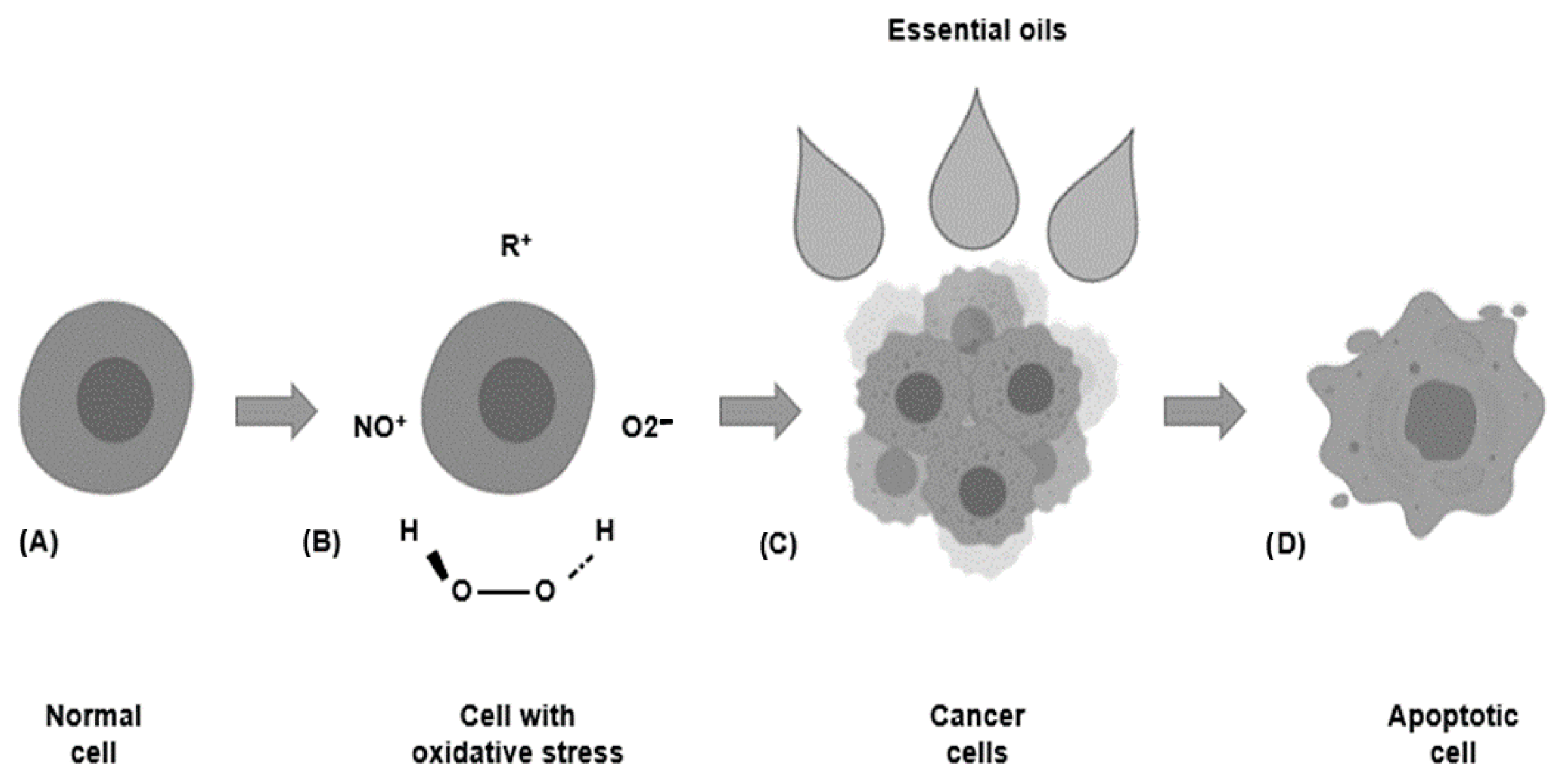 Biomedicines 09 01669 g003