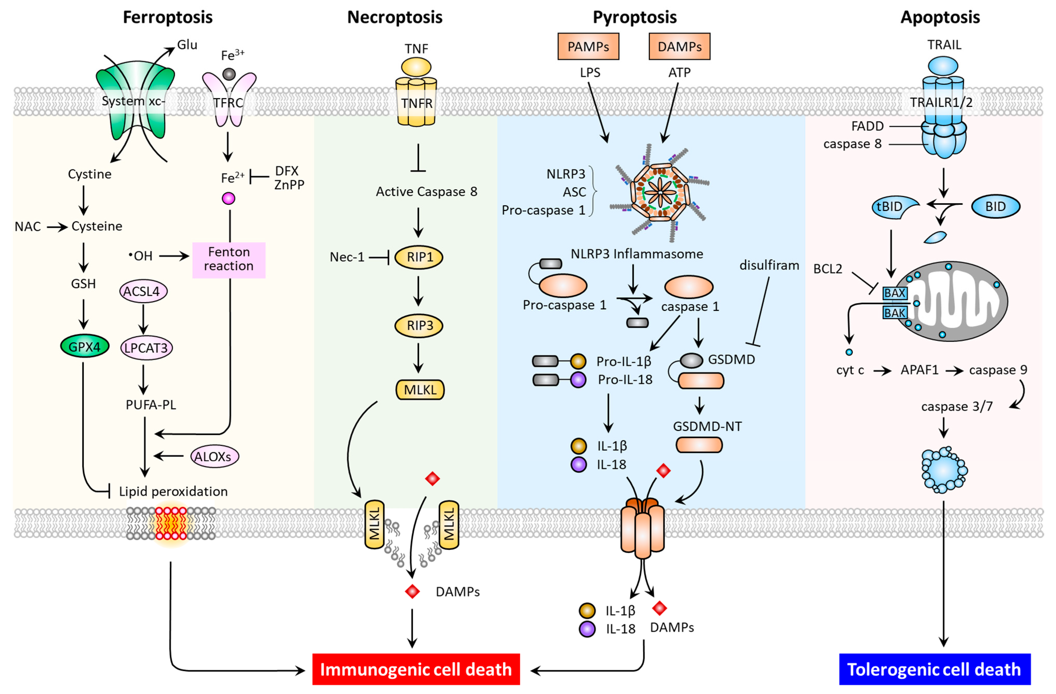 Biomedicines 09 01679 g001 550