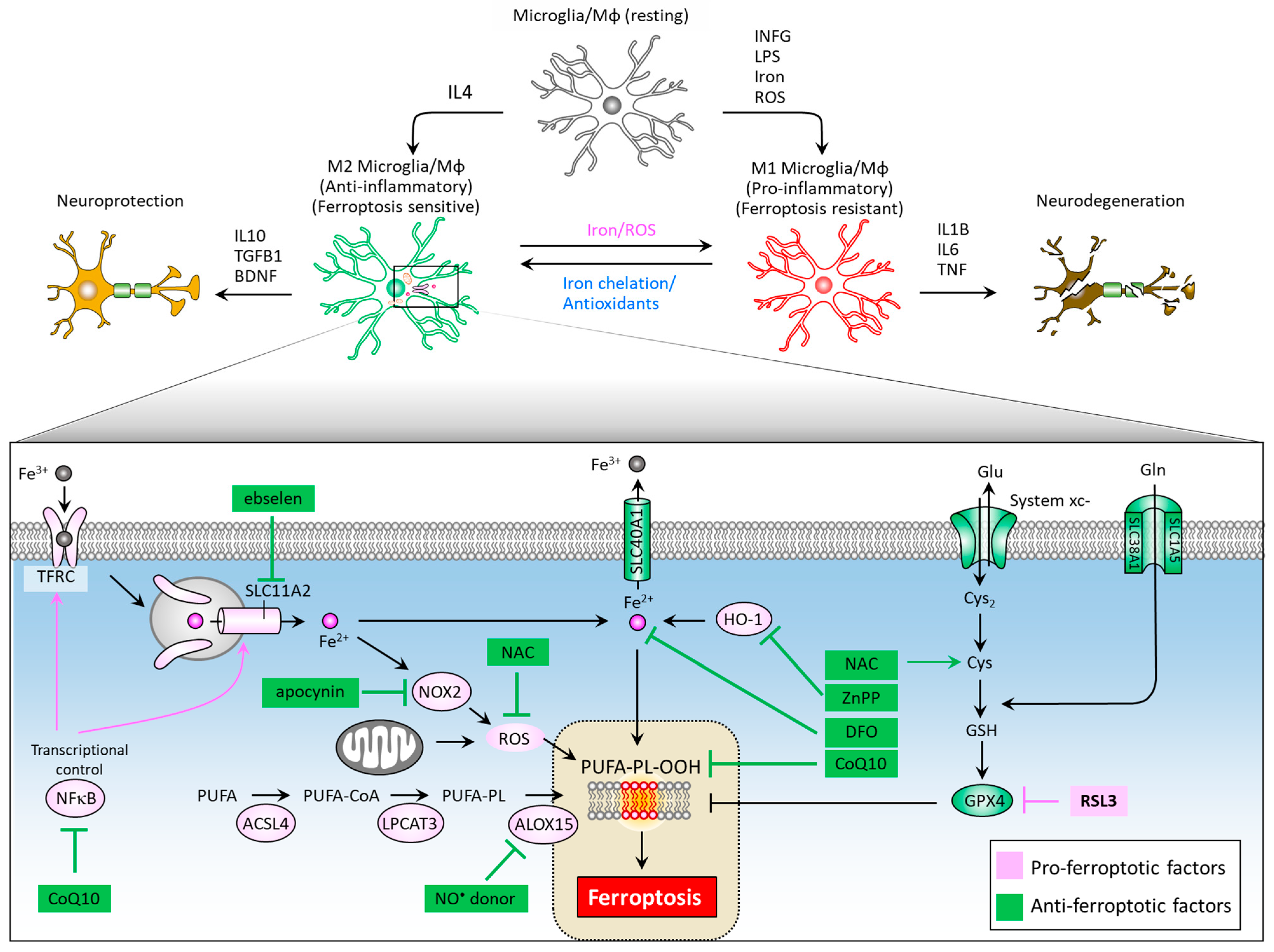 Biomedicines 09 01679 g004 550
