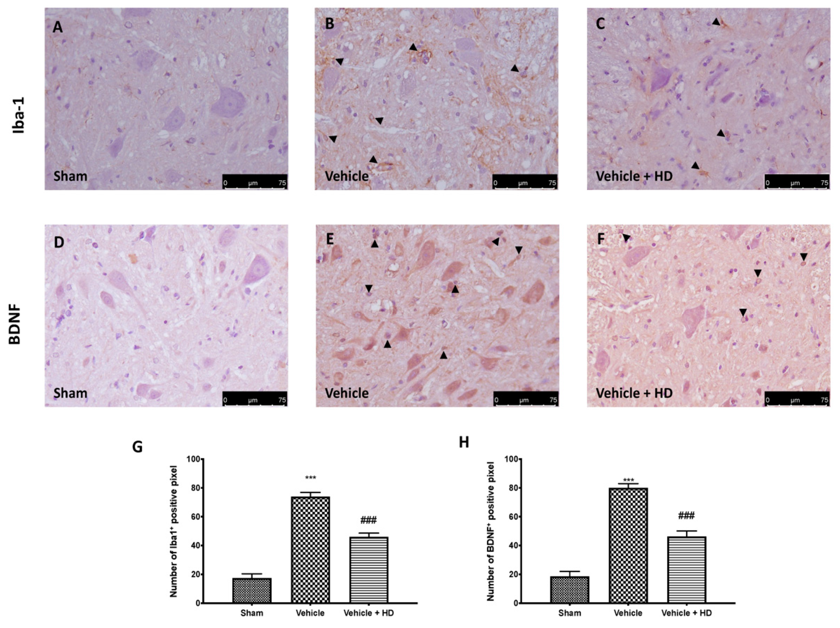 Biomedicines 09 01683 g004 Biomedicines 09 01683 g004