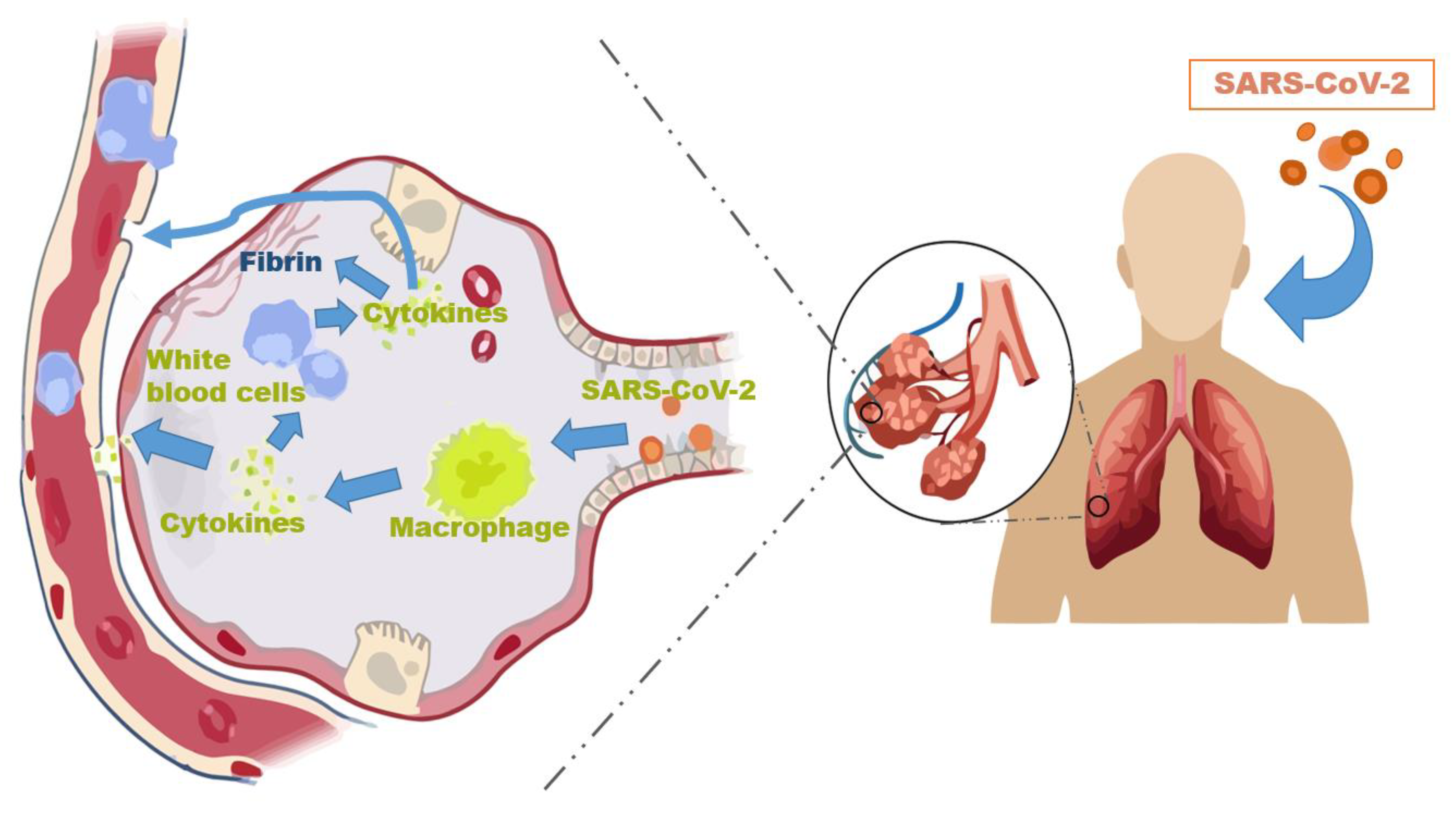 Biomedicines 09 01690 g002