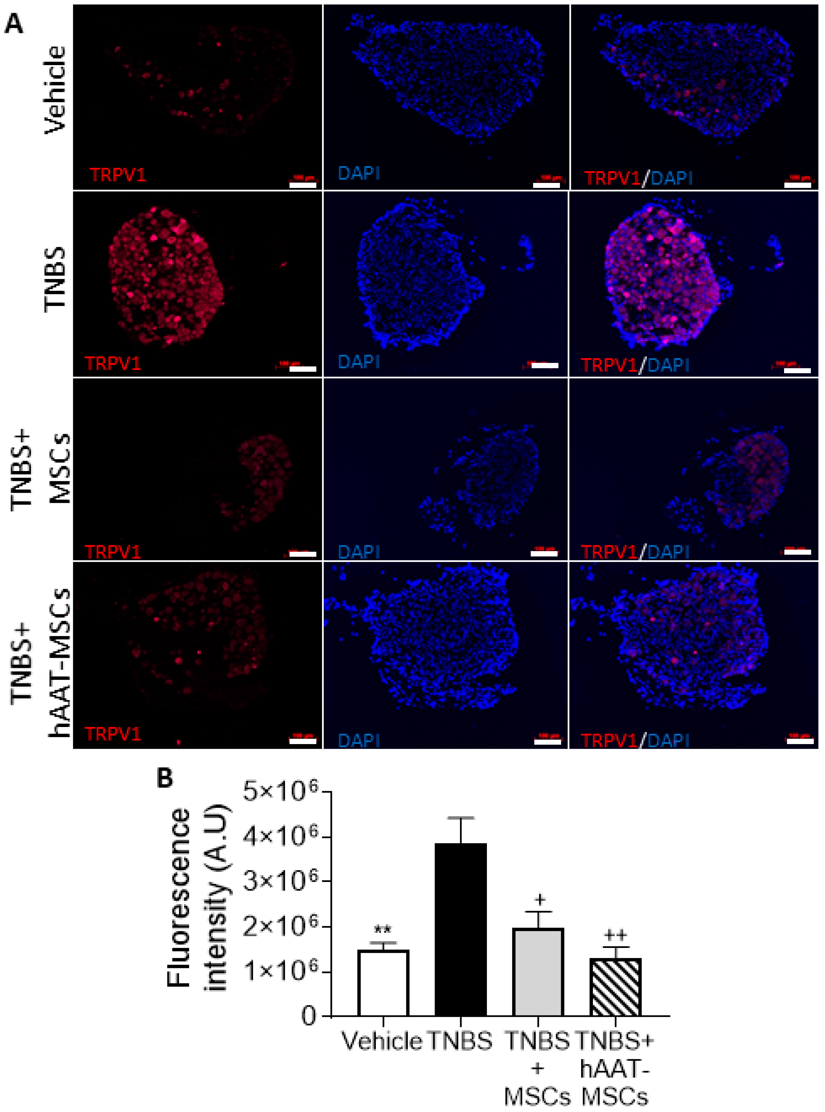 Biomedicines 09 01695 g004