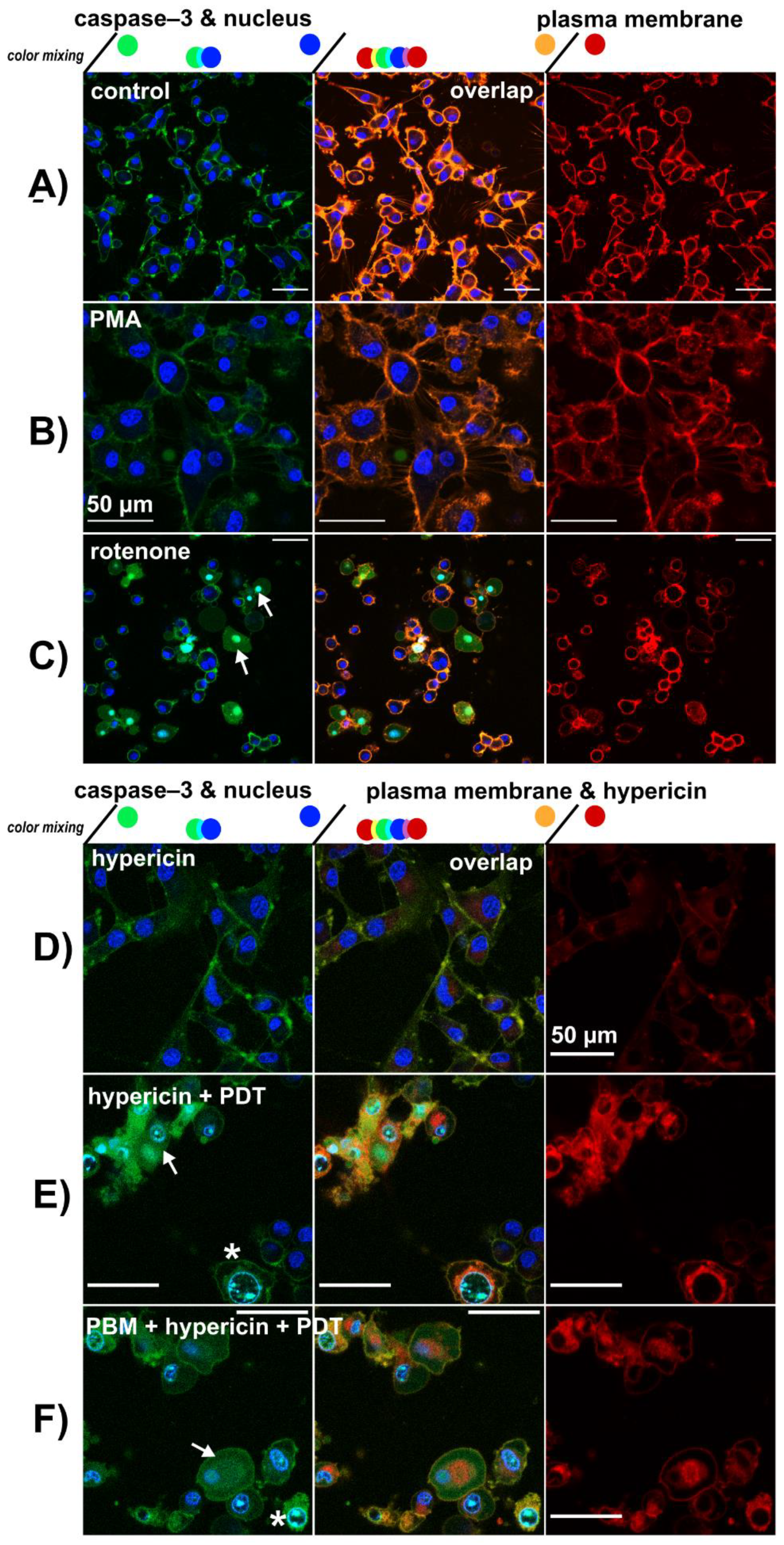 Biomedicines 09 01703 g007