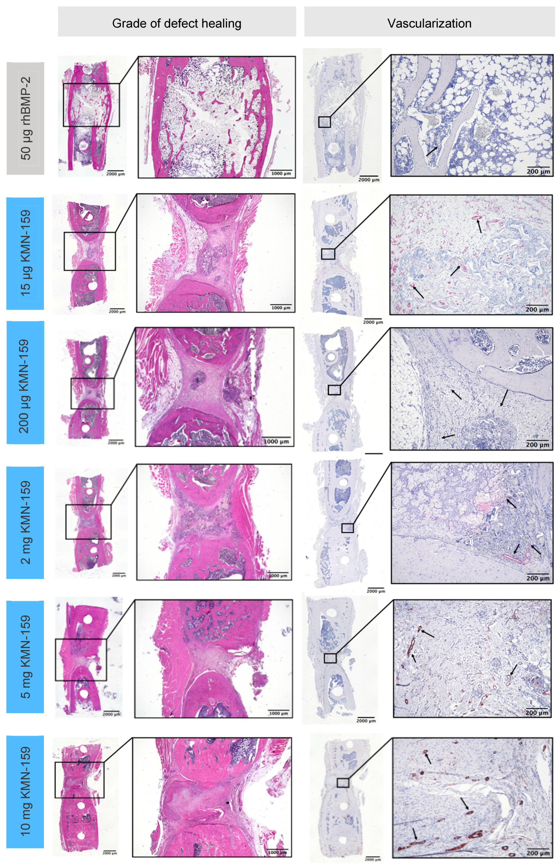 Biomedicines 09 01712 g003 550
