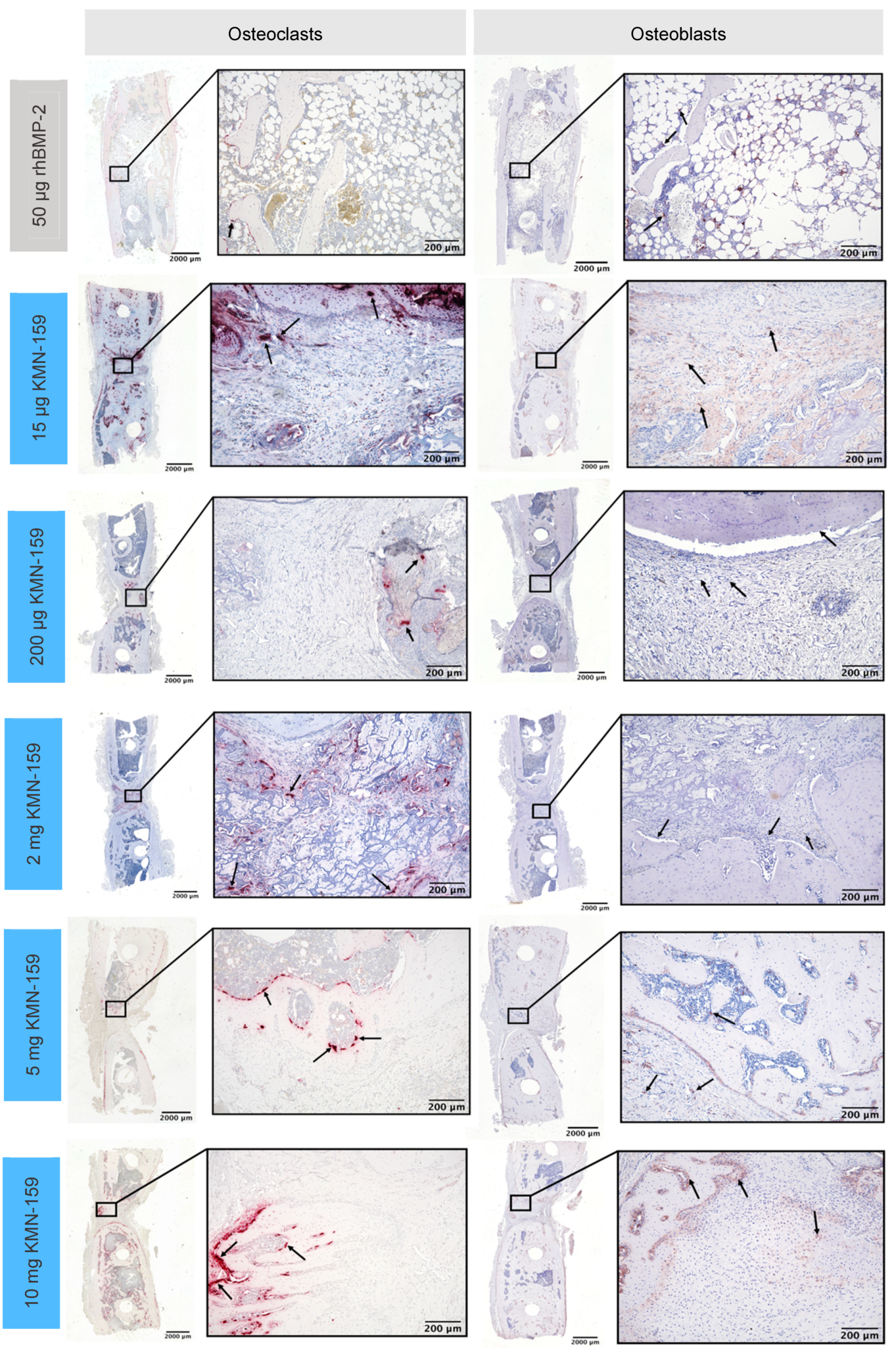 Biomedicines 09 01712 g004 550