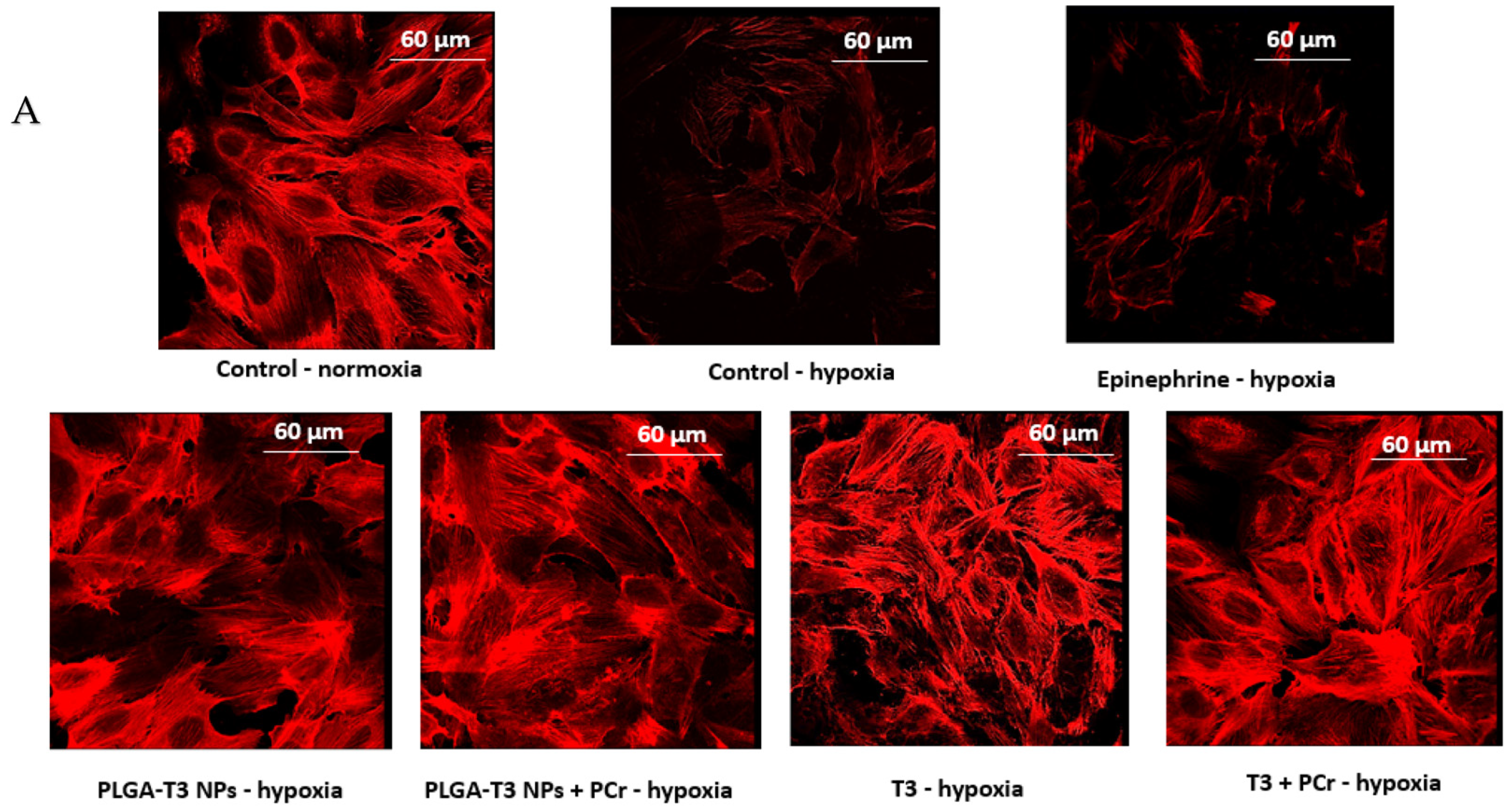 Biomedicines 09 01713 g006a Biomedicines 09 01713 g006a