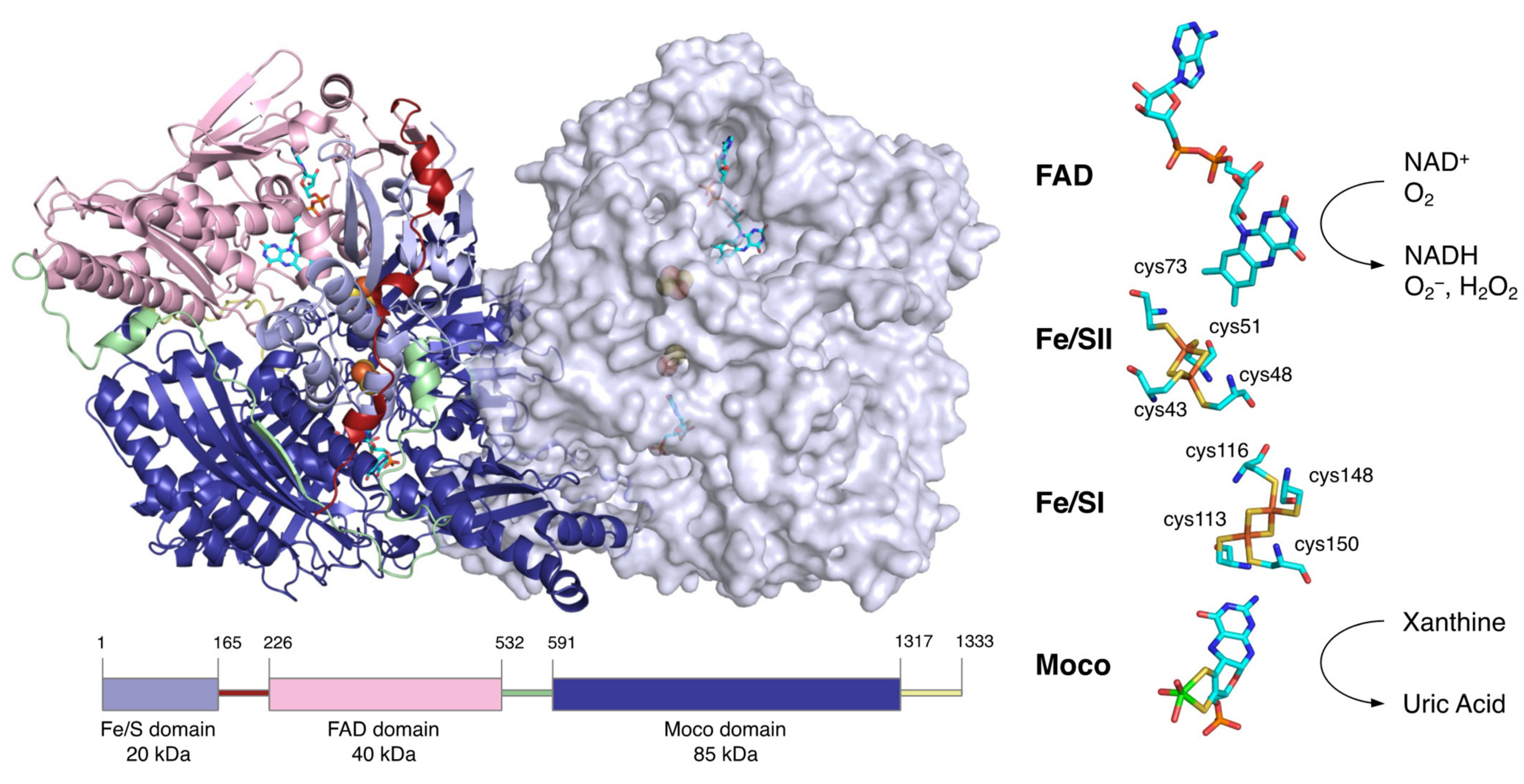 Biomedicines 09 01723 g002