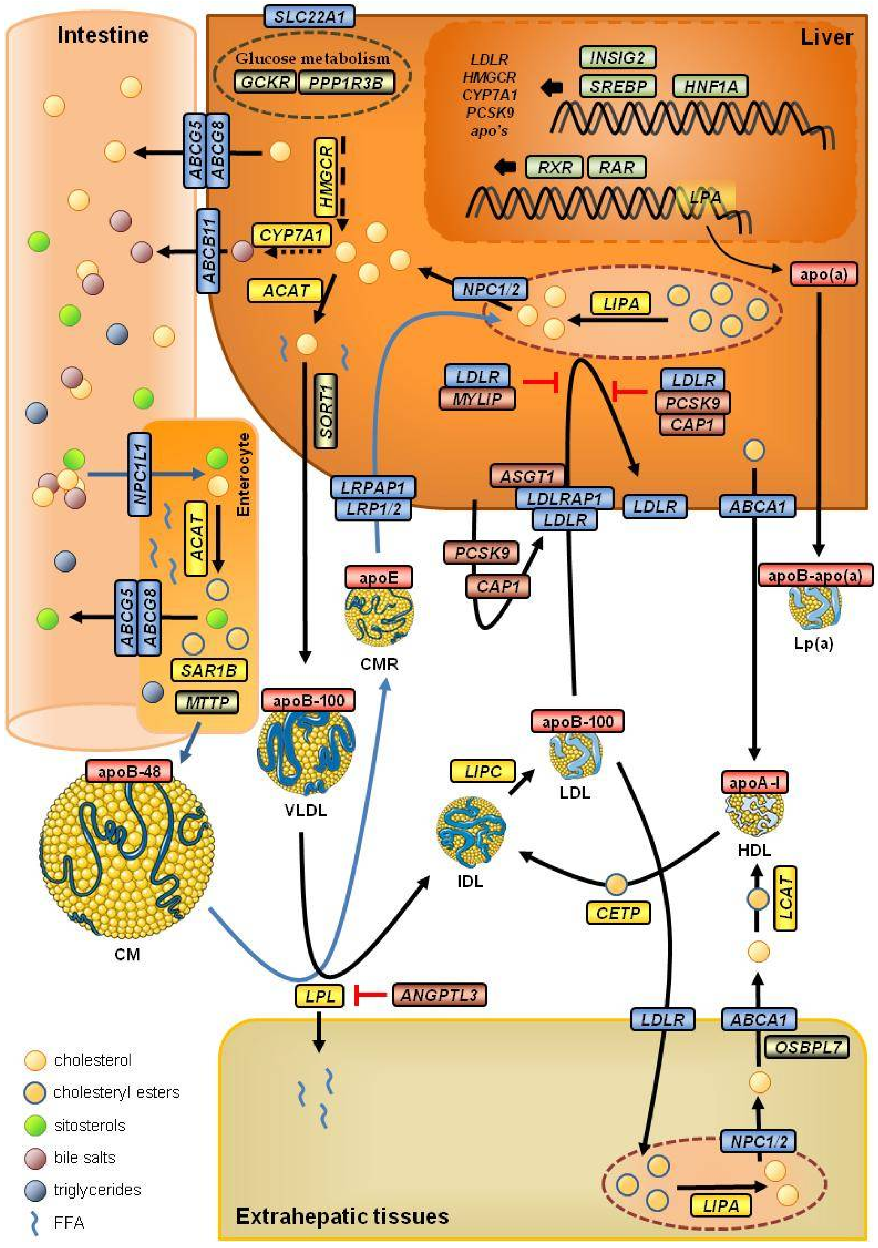 Biomedicines 09 01728 g001 Biomedicines 09 01728 g001