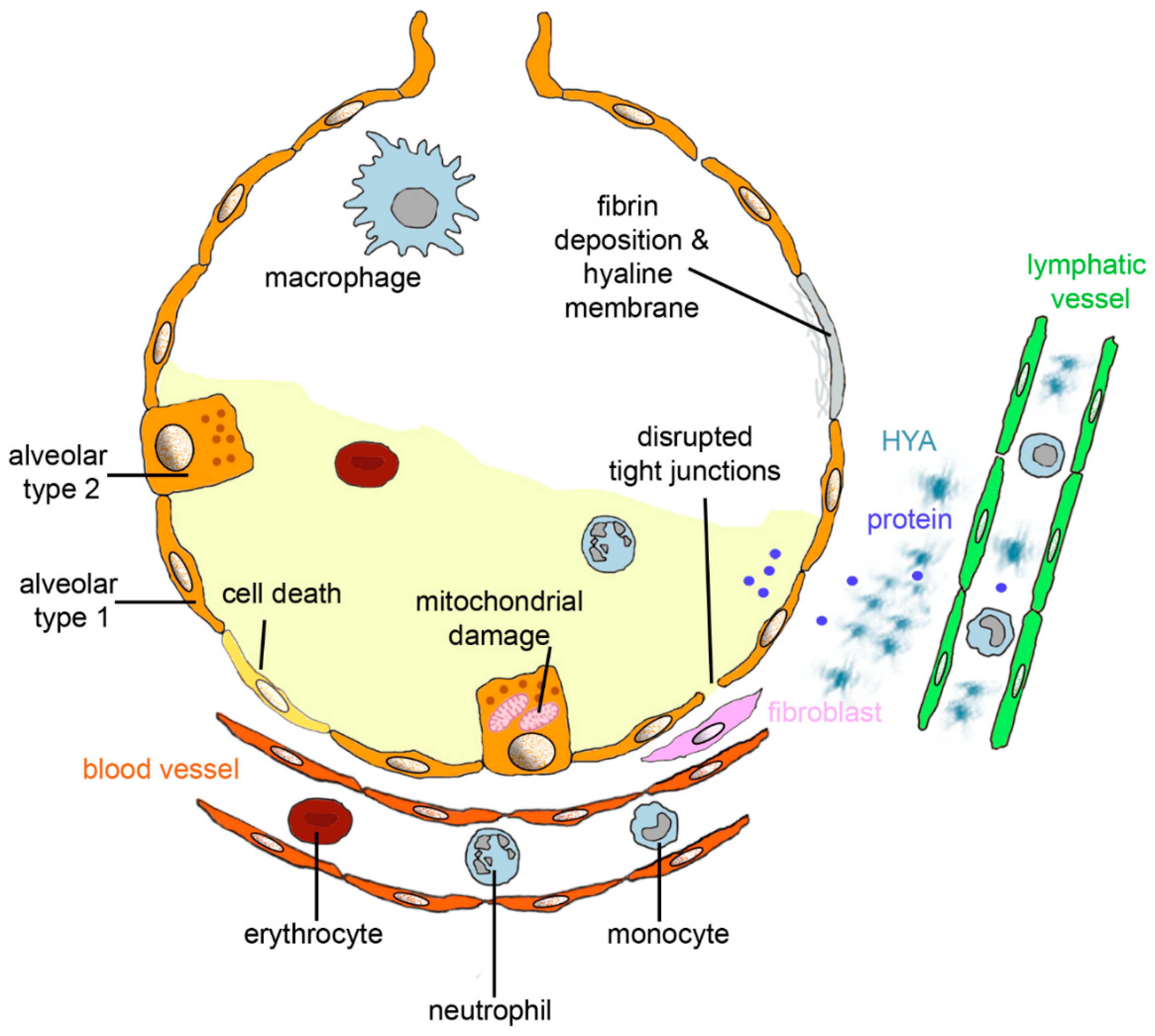 Biomedicines 09 01732 g001 550
