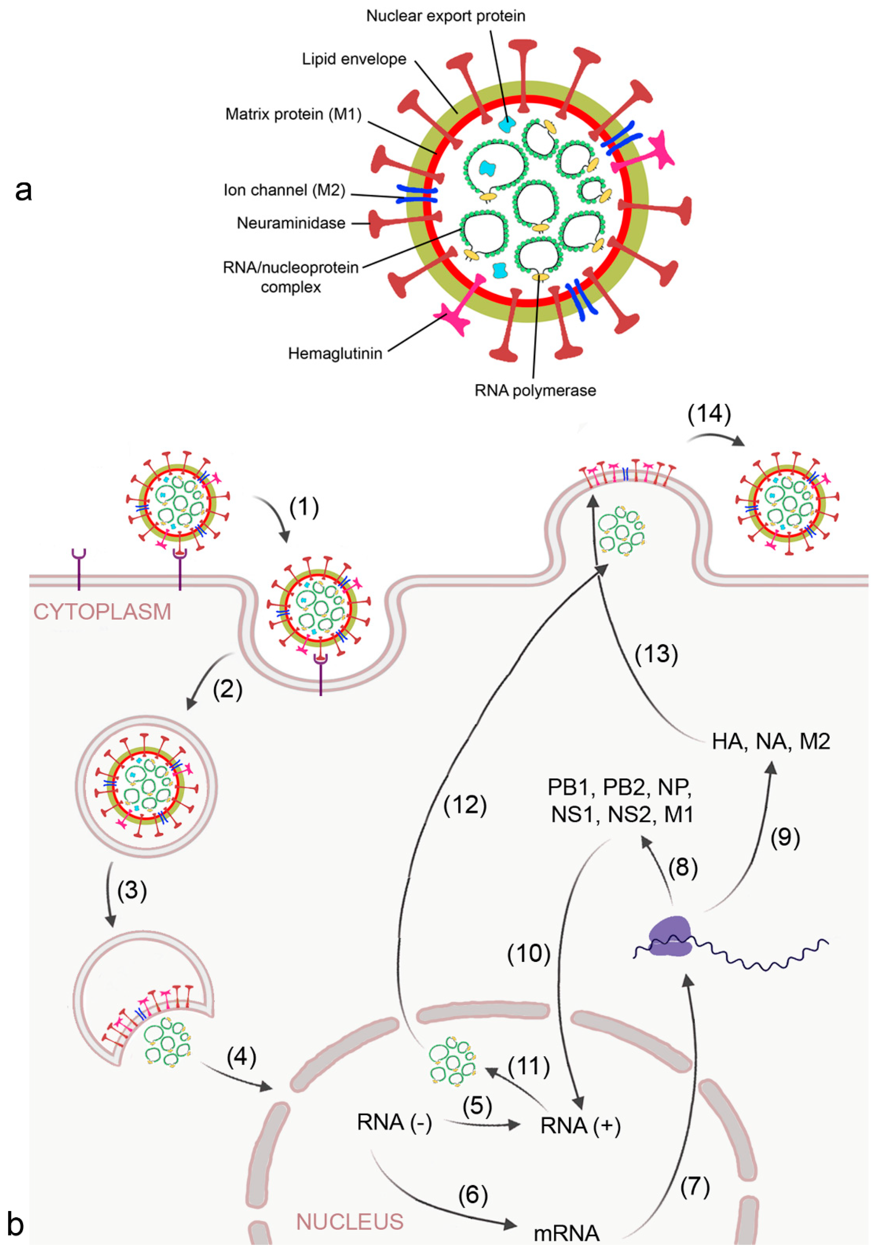 Biomedicines 09 01732 g002 550