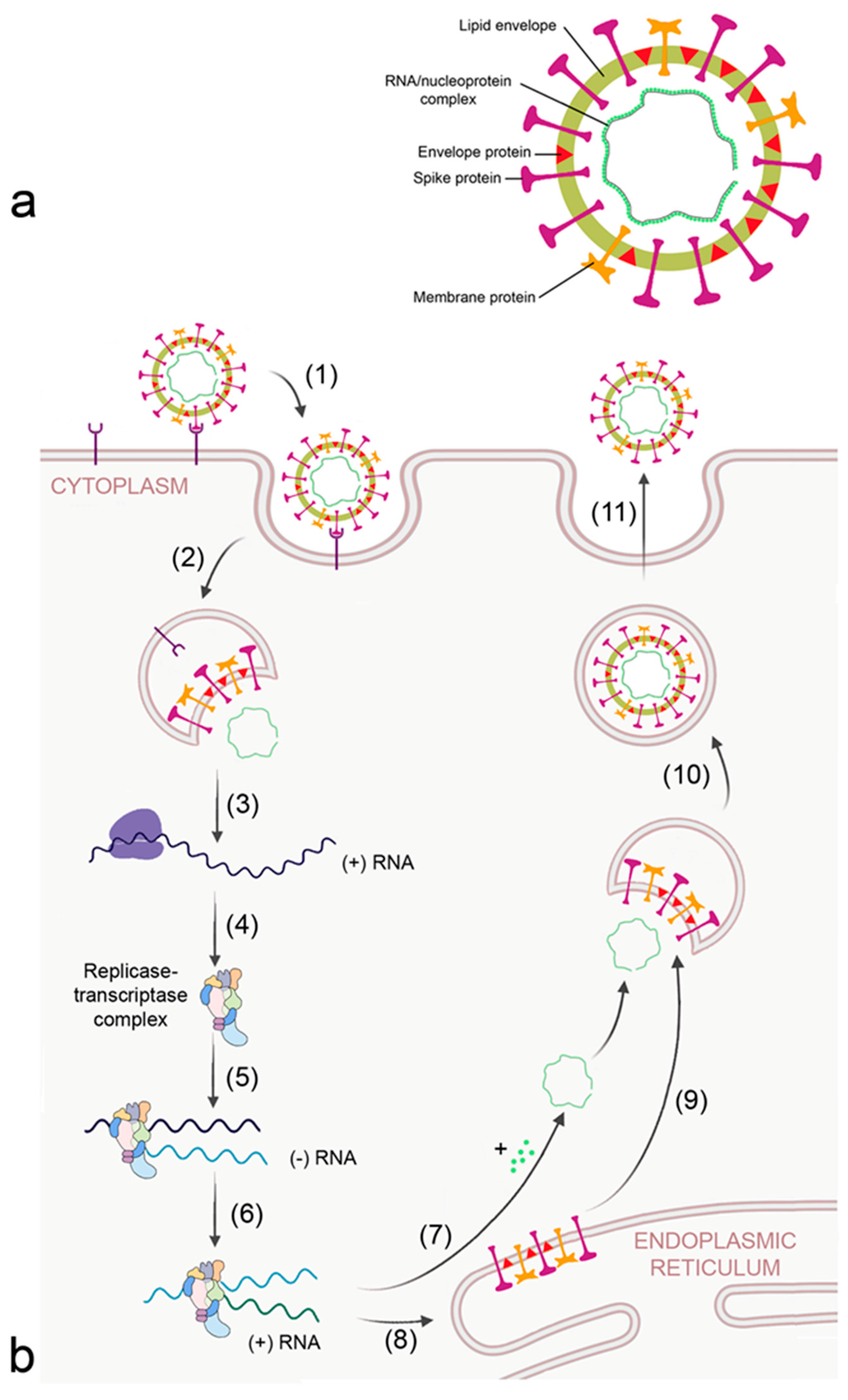 Biomedicines 09 01732 g003 550