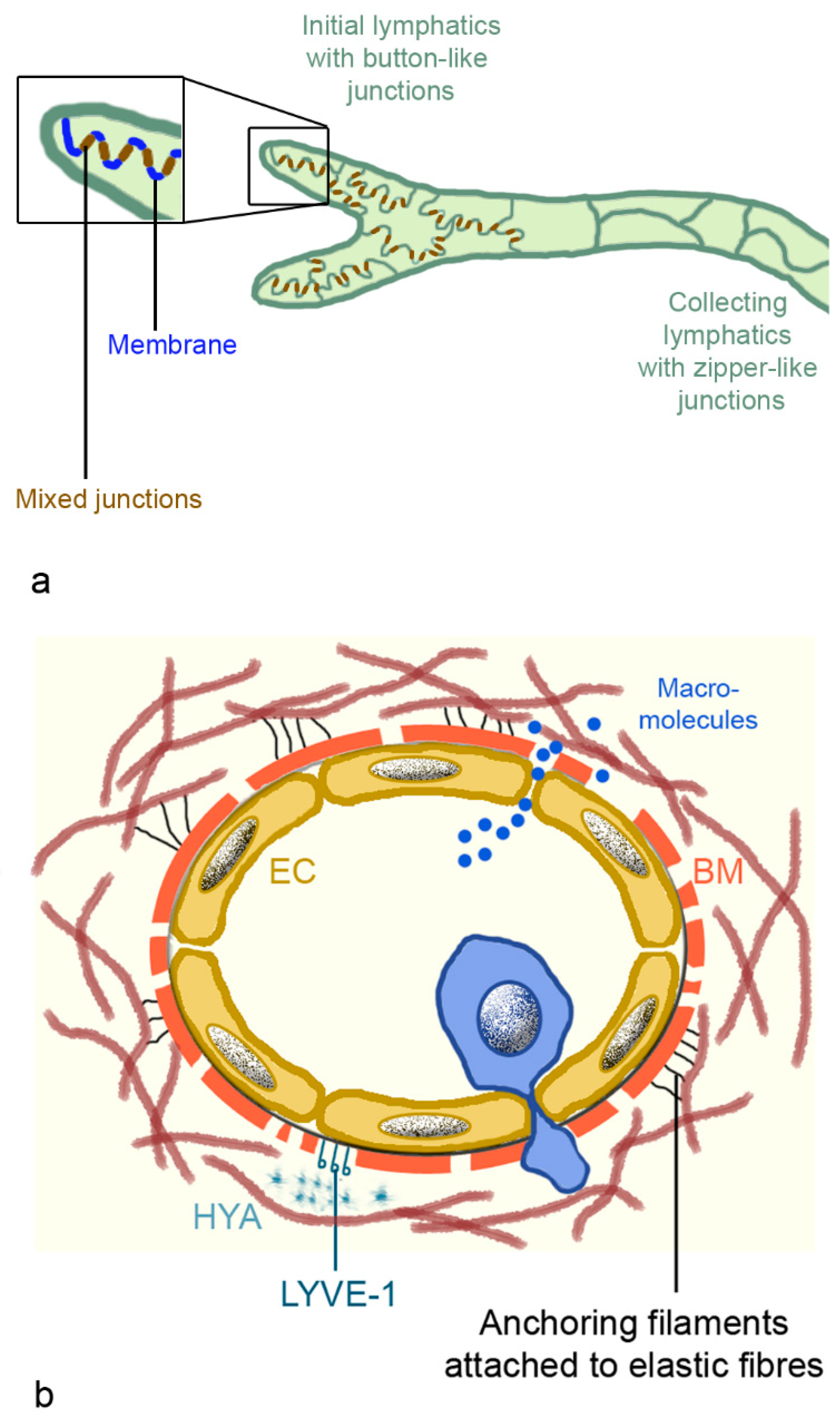 Biomedicines 09 01732 g005 550