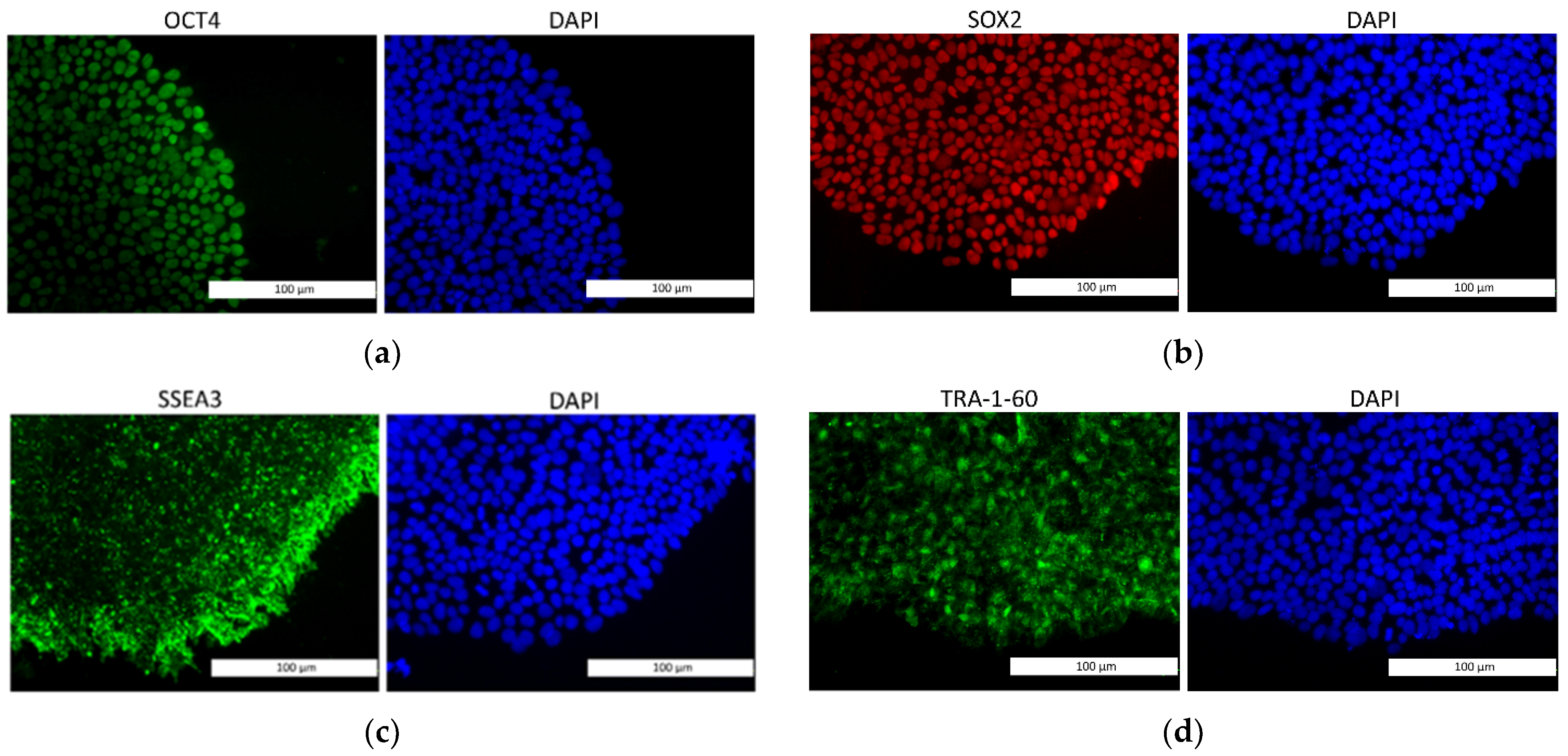 Biomedicines  Free Full-Text  Energy Metabolism and 