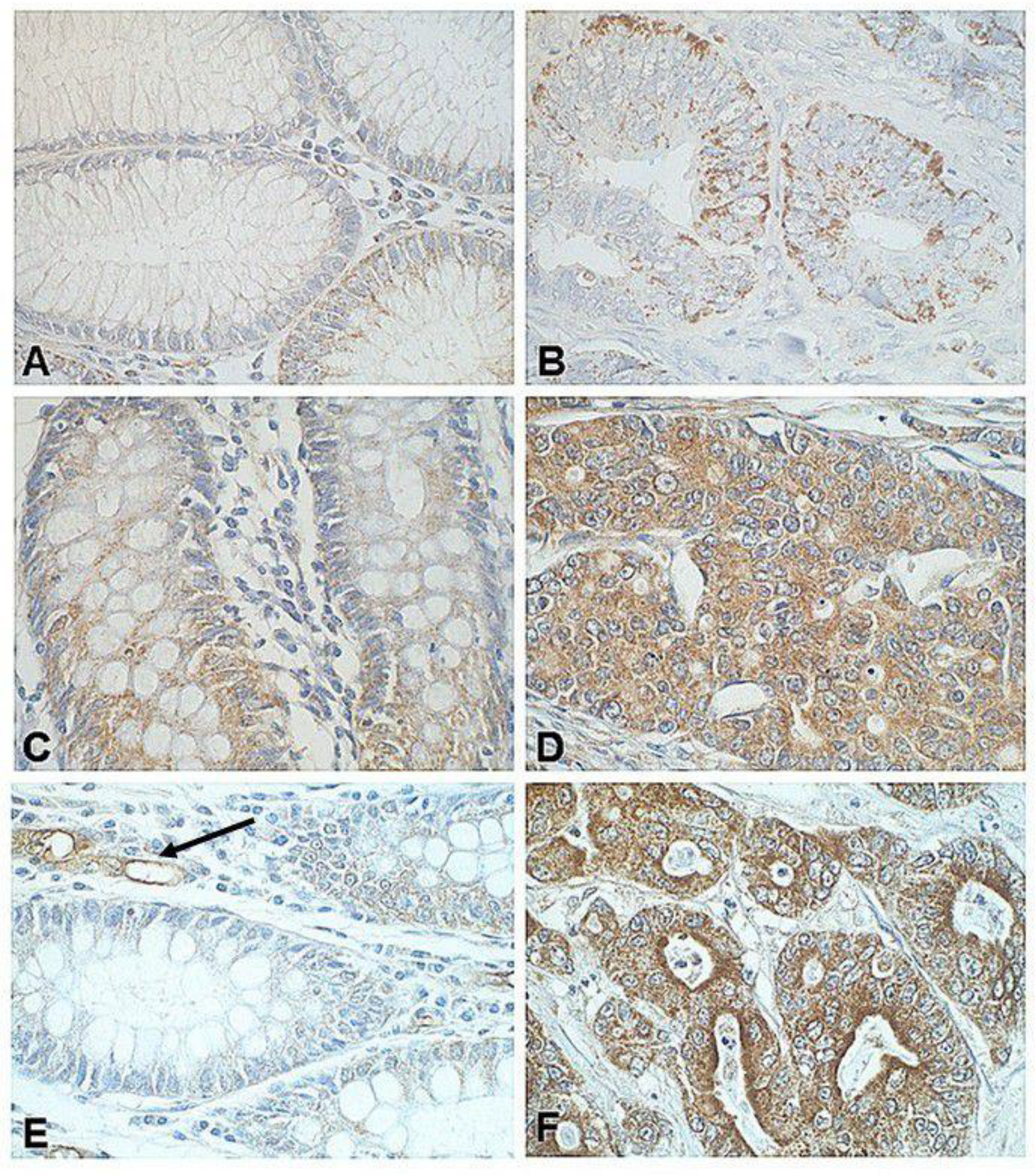 Biomedicines 09 01743 g002