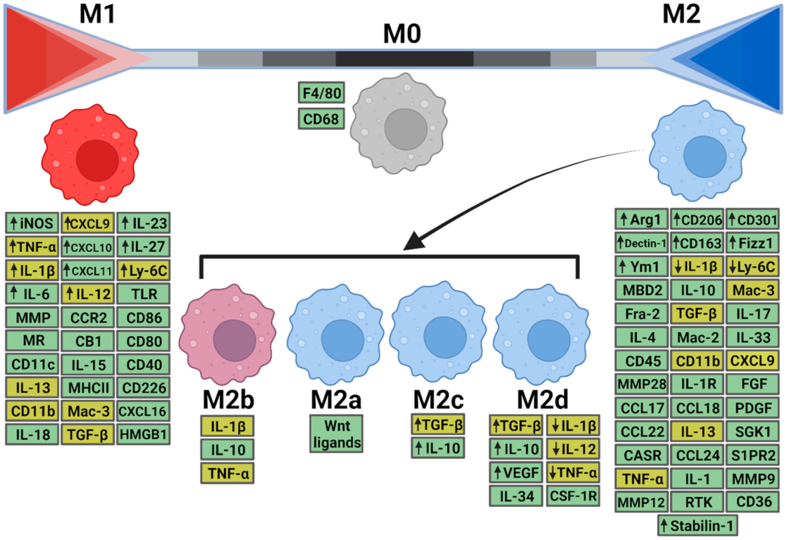 Biomedicines 09 01747 g001 Biomedicines 09 01747 g001