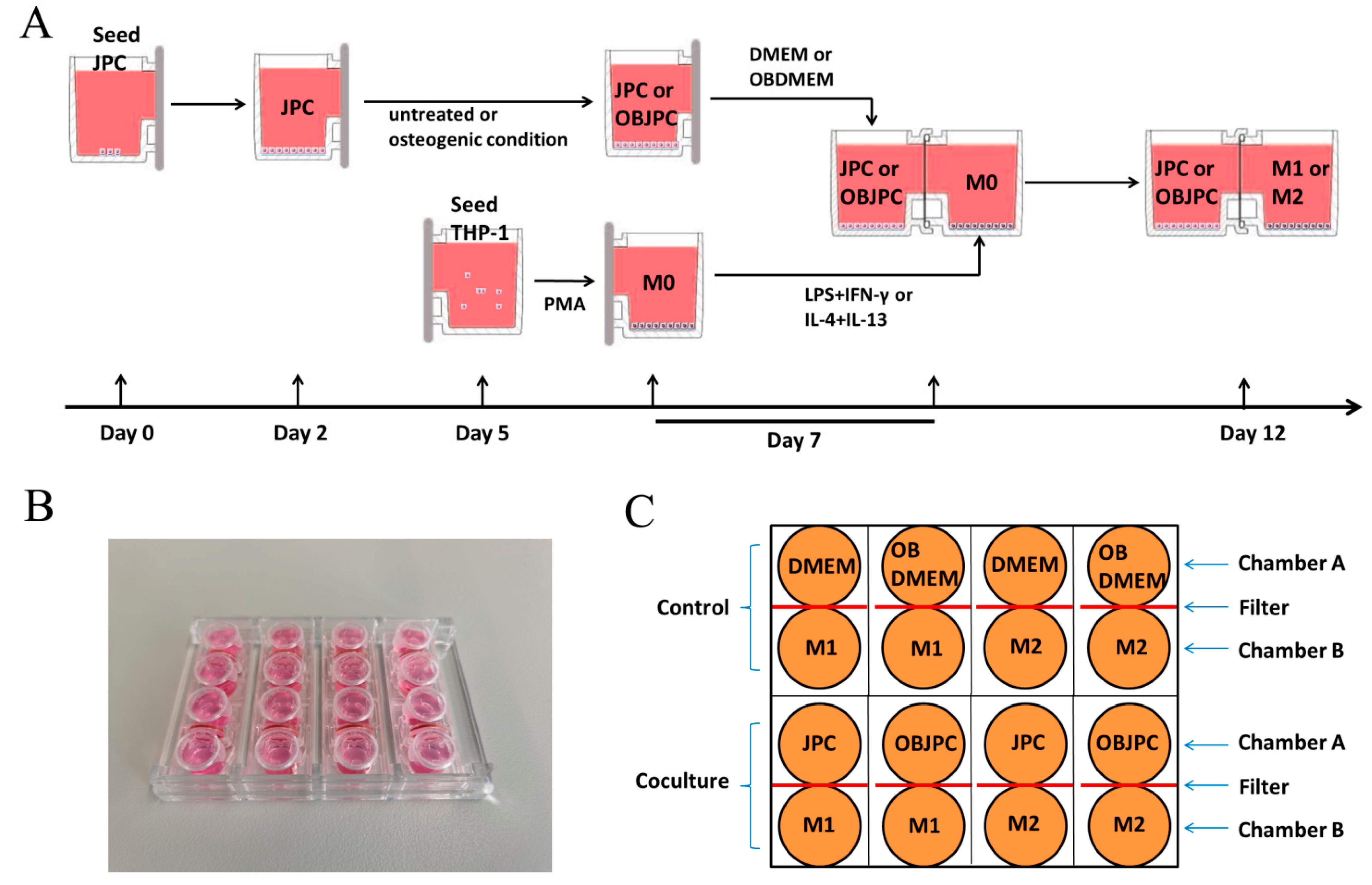 Biomedicines 09 01753 g001 550