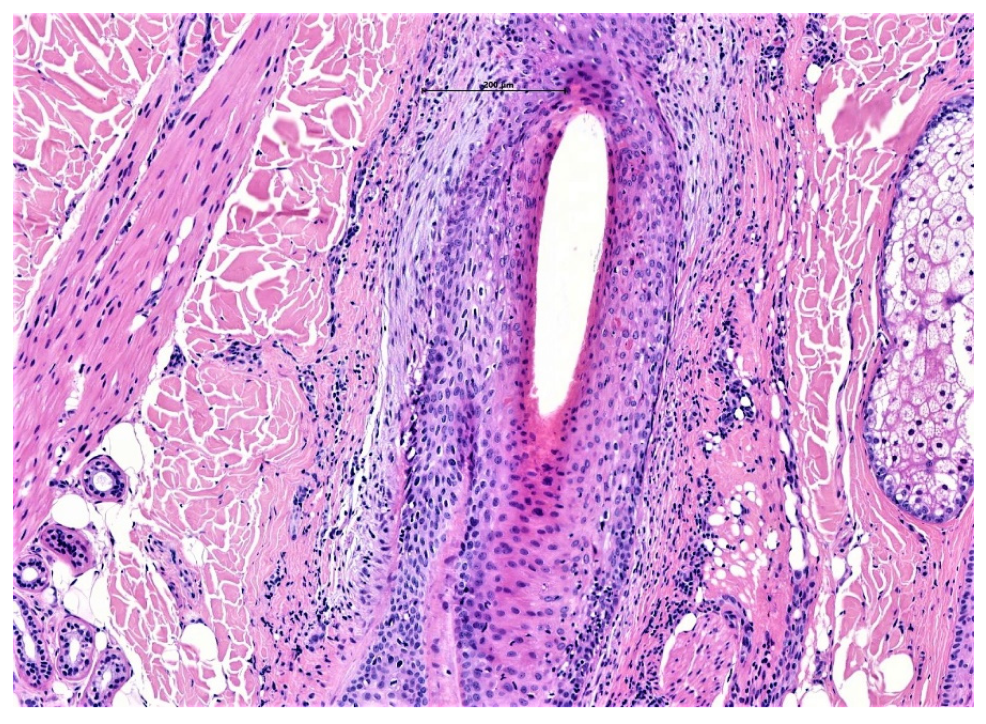 Biomedicines 09 01755 g003