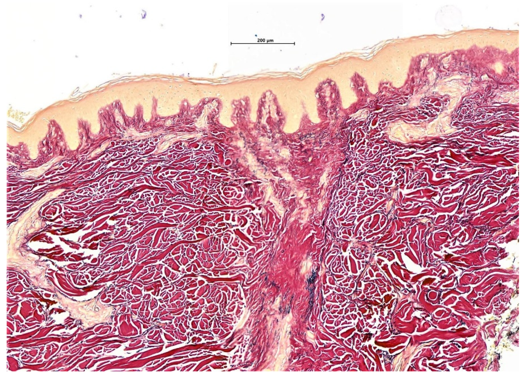 Biomedicines 09 01755 g005
