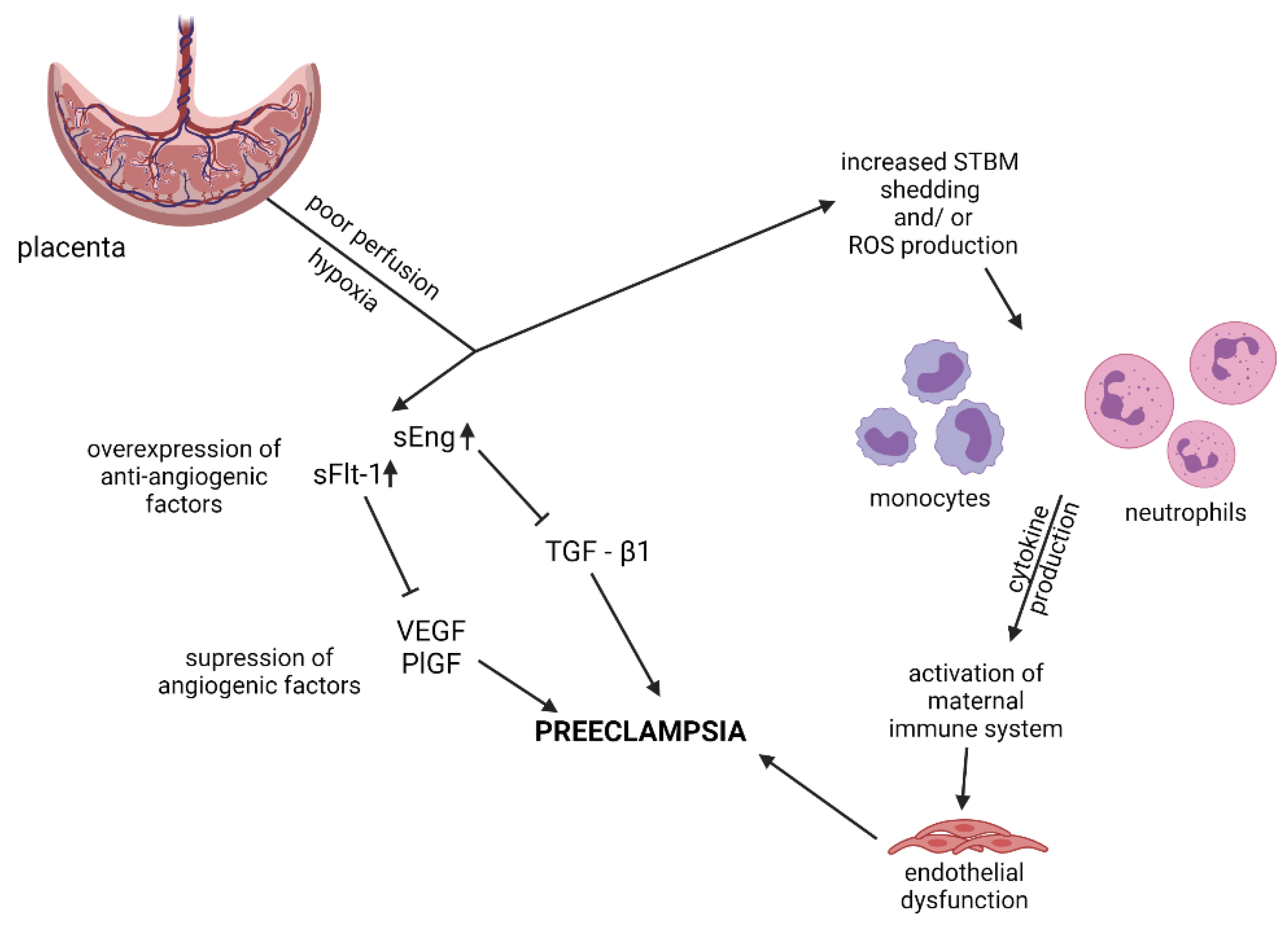 Biomedicines 09 01756 g002 Biomedicines 09 01756 g002