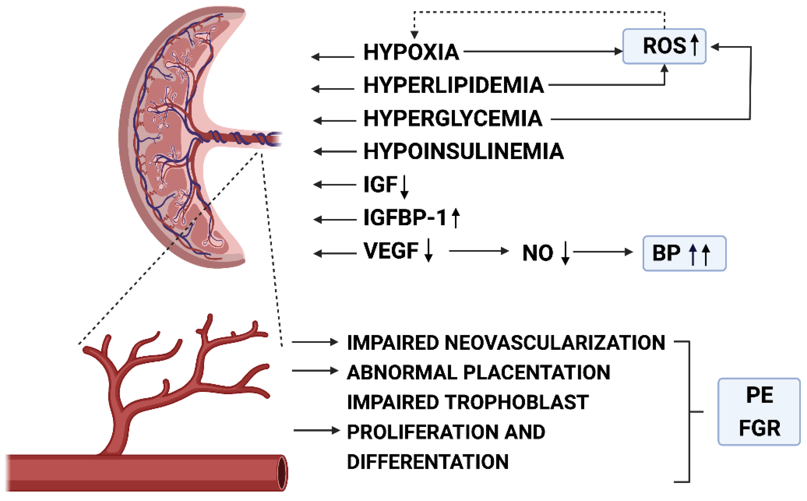 Biomedicines 09 01756 g005 Biomedicines 09 01756 g005