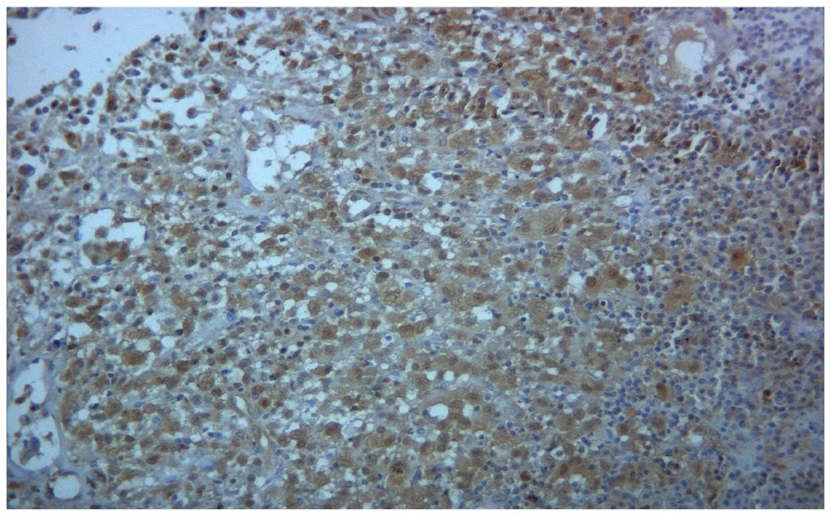 Biomedicines 09 01759 g001 Biomedicines 09 01759 g001