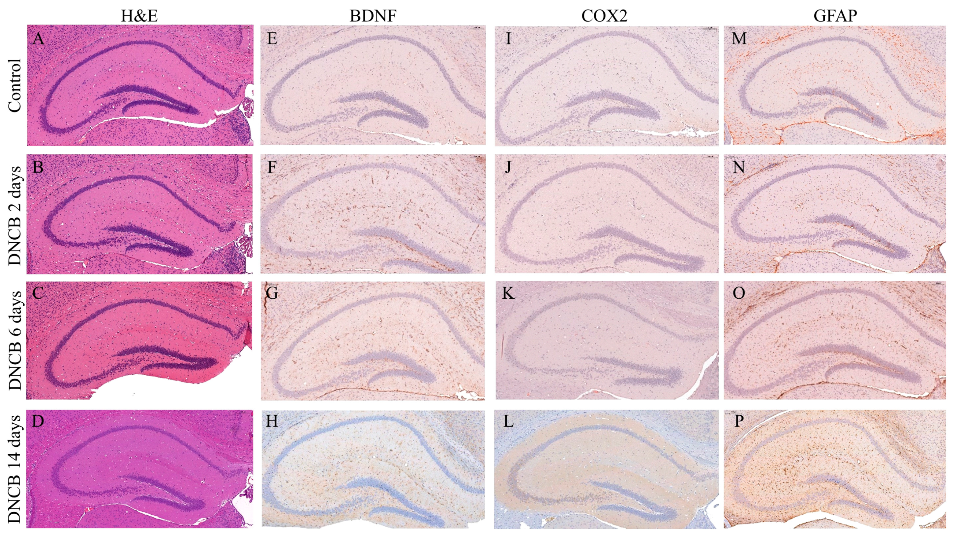Biomedicines 09 01764 g003