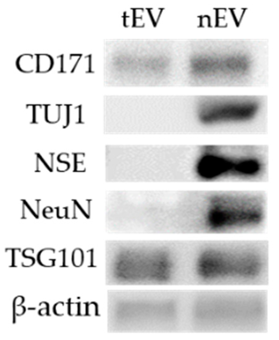 Biomedicines 09 01764 g006