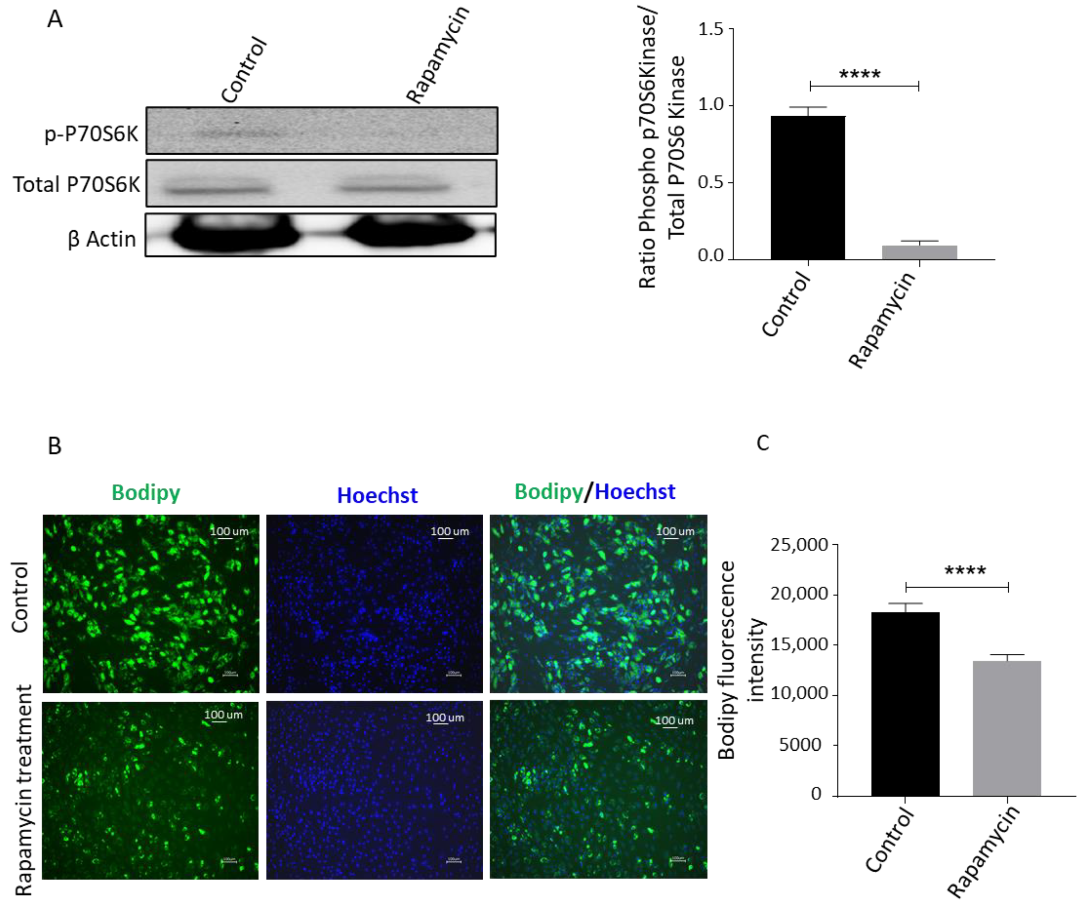 Biomedicines 09 01782 g006a