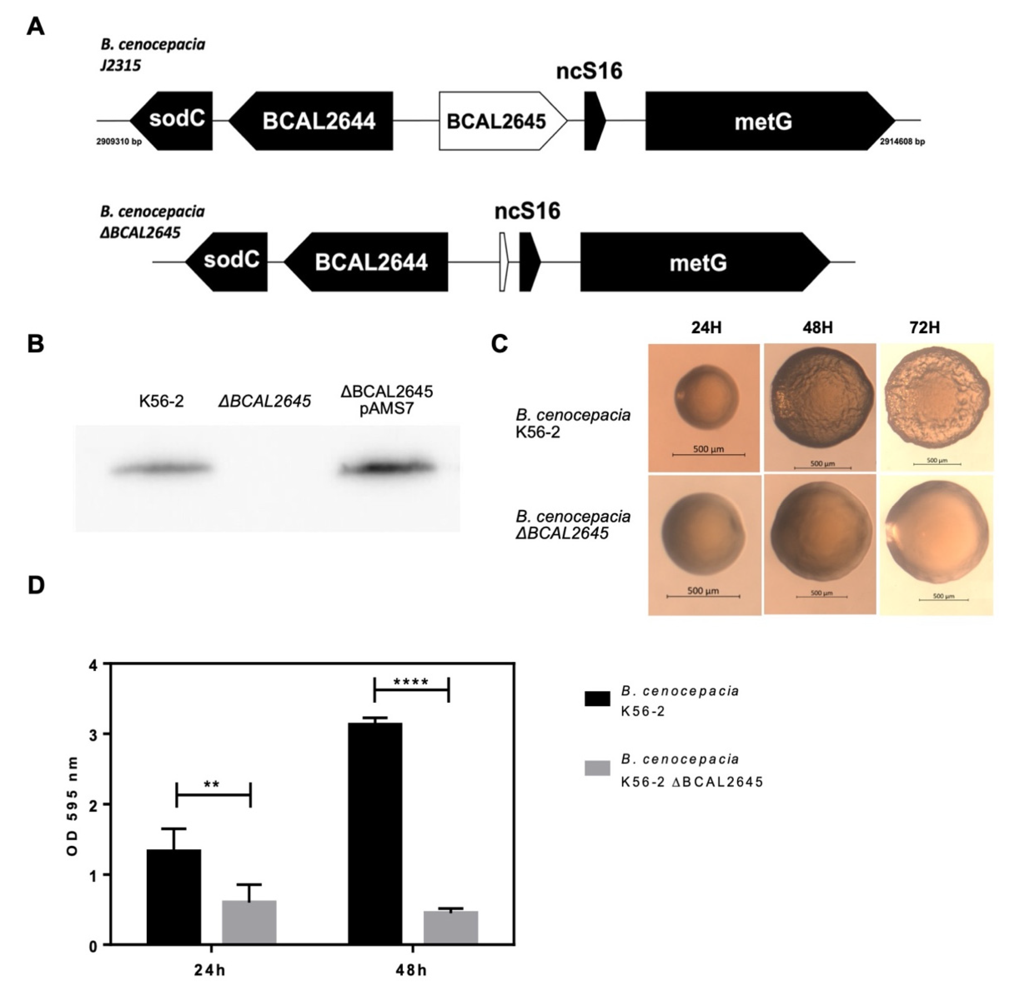 Biomedicines 09 01788 g001 Biomedicines 09 01788 g001