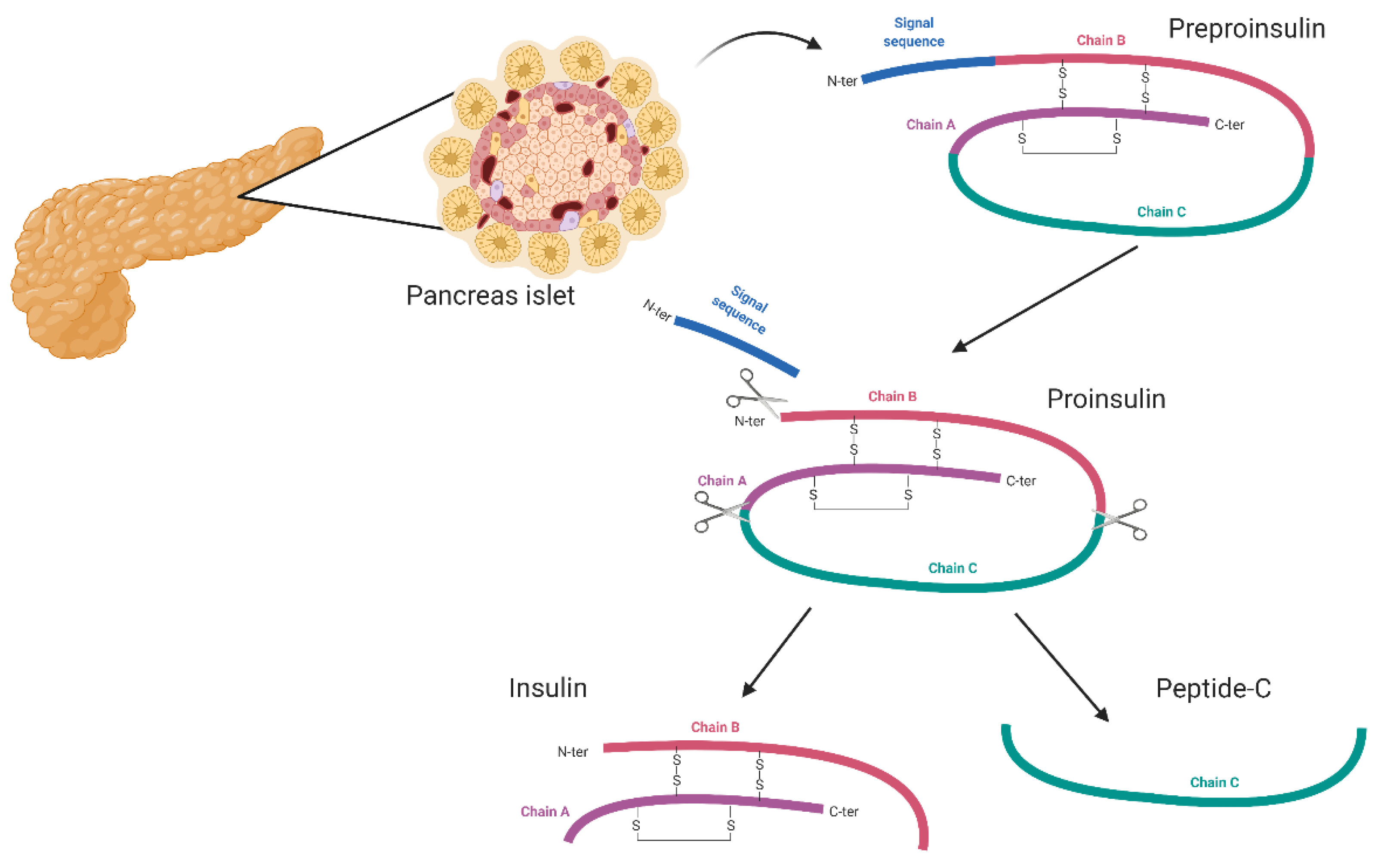 Biomedicines Free FullText StreptozotocinInduced Diabetes in a