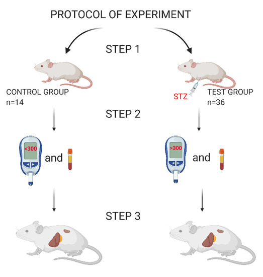 Biomedicines Free FullText StreptozotocinInduced Diabetes in a