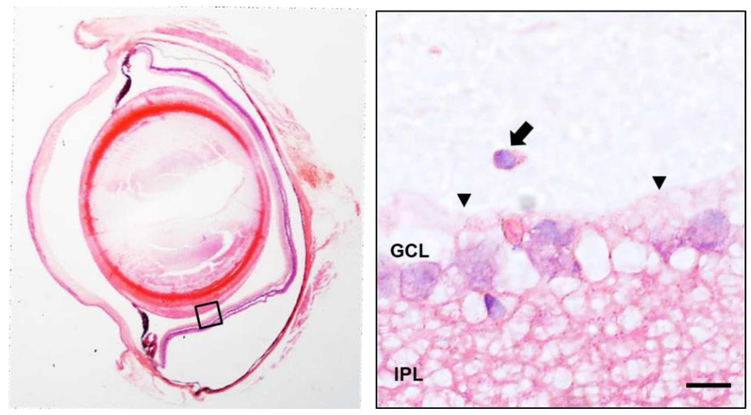 Biomedicines 09 01792 g005 550