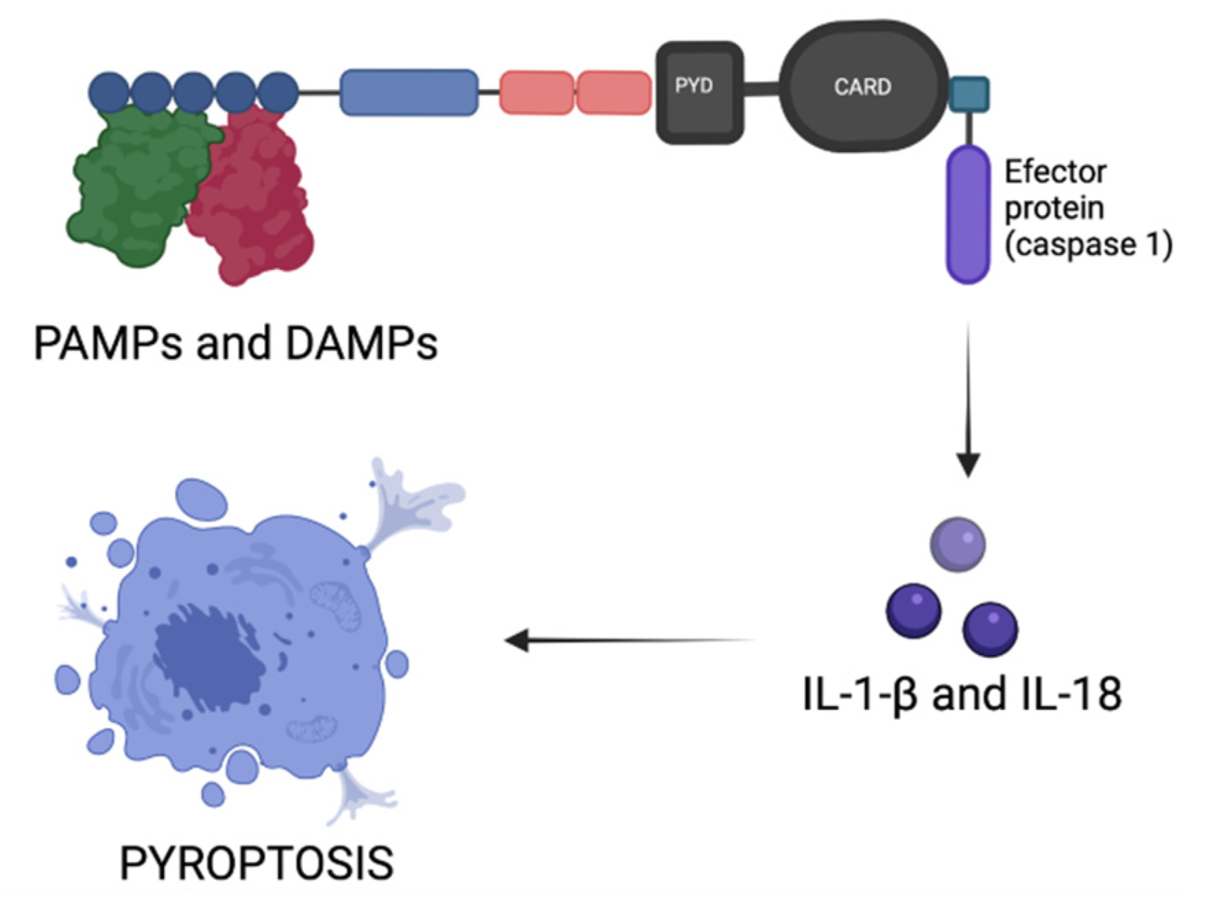 Biomedicines 09 01795 g003 Biomedicines 09 01795 g003