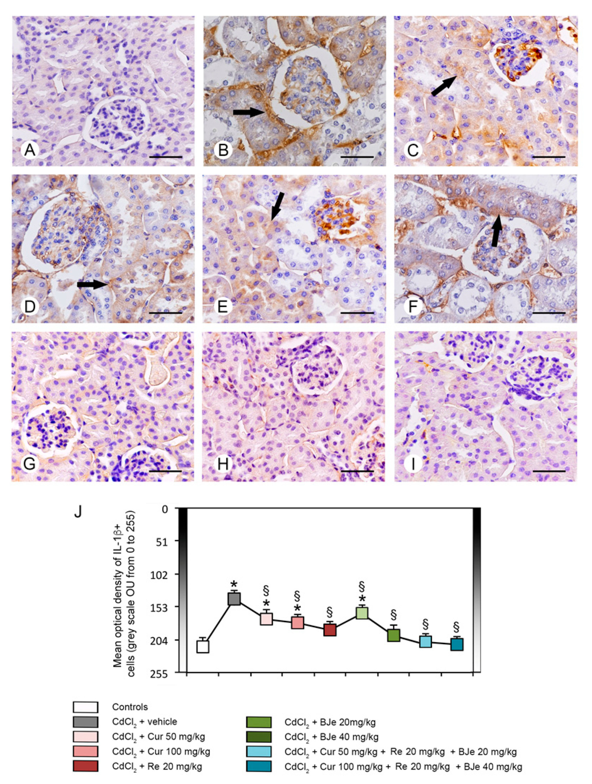 Biomedicines 09 01797 g007