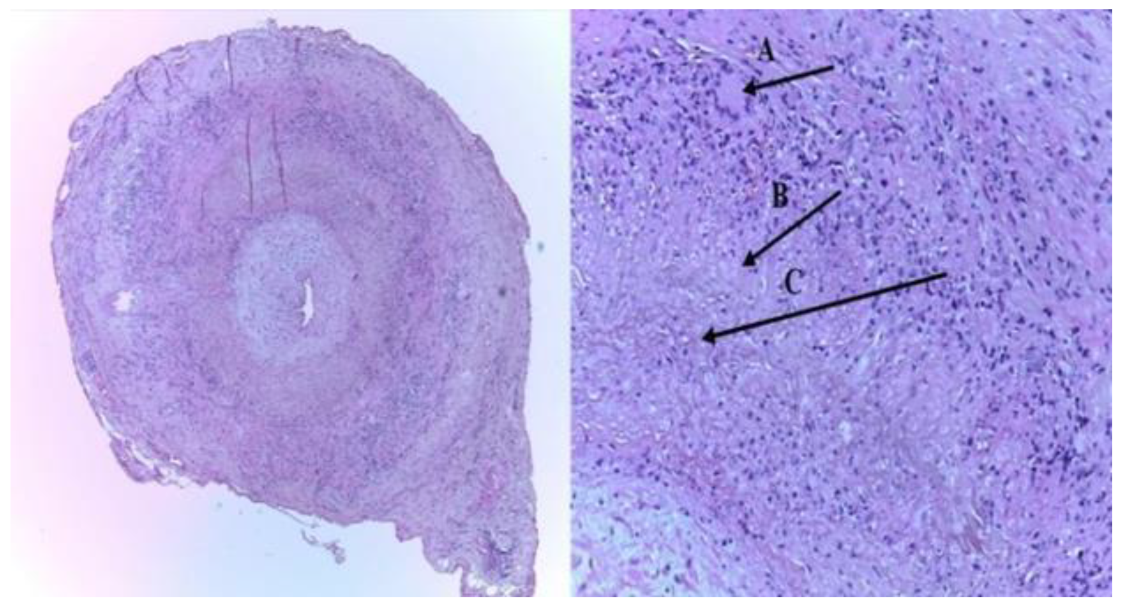 Biomedicines 09 01801 g001 Biomedicines 09 01801 g001