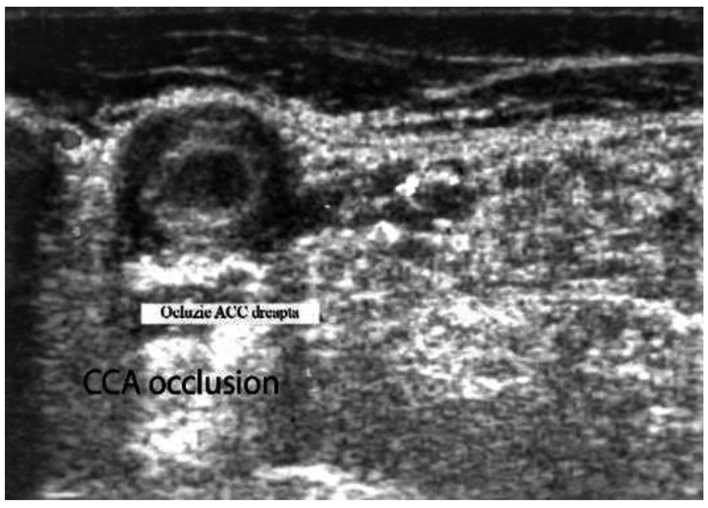 Biomedicines 09 01801 g004 Biomedicines 09 01801 g004