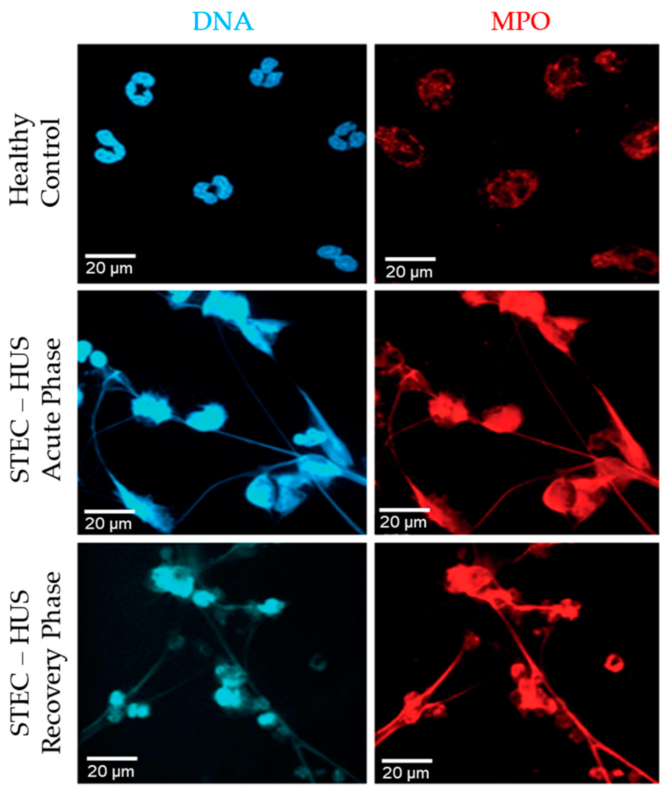 Biomedicines 09 01807 g006 Biomedicines 09 01807 g006