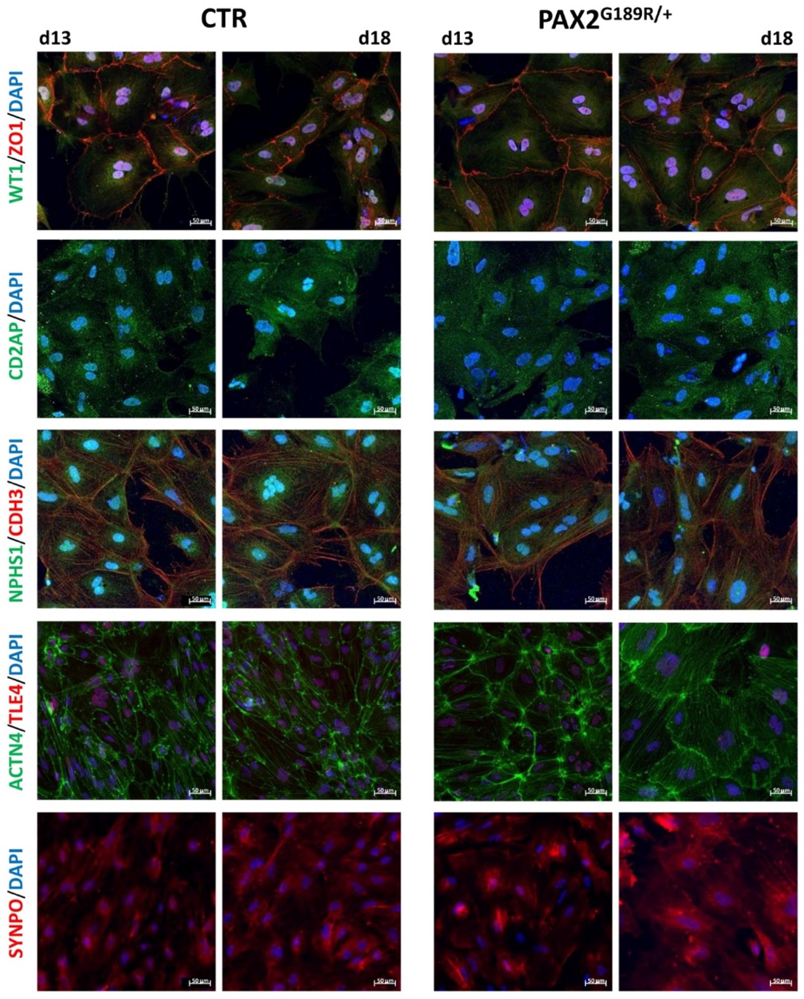 Biomedicines 09 01808 g002 550
