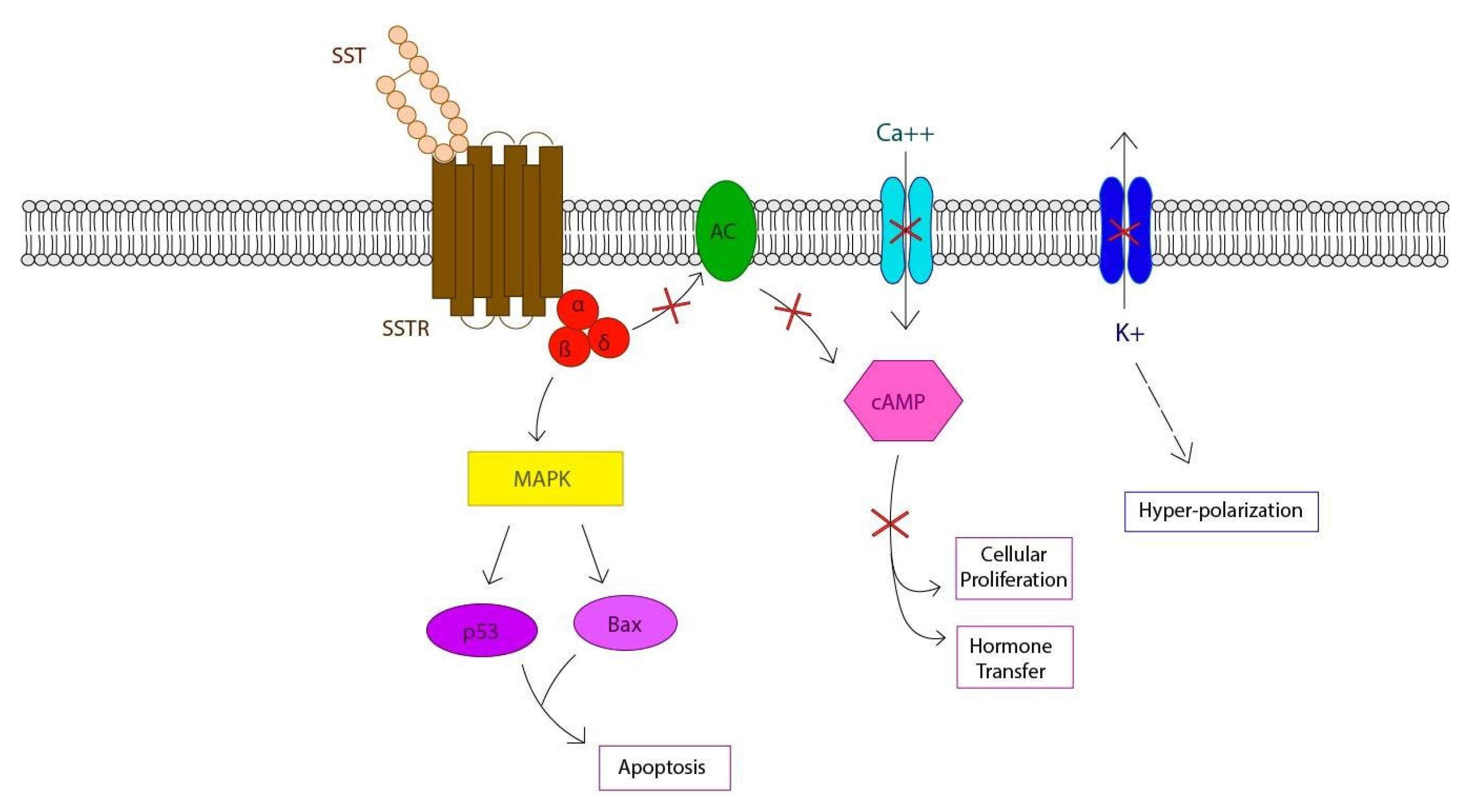 Biomedicines 09 01810 g002